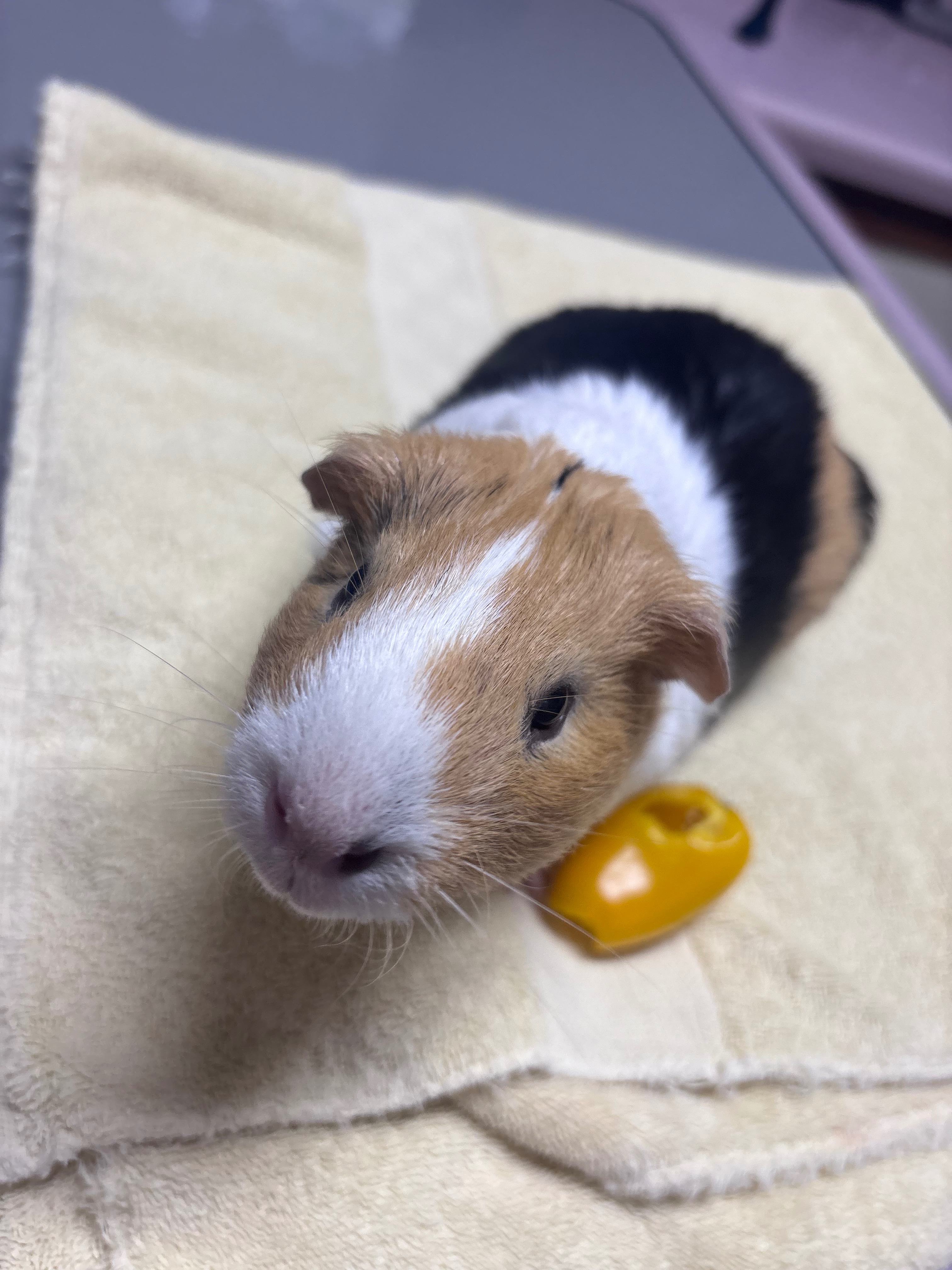 Help Butter Beat Cancer: Surgery Needed campaign photo, 5 of 7