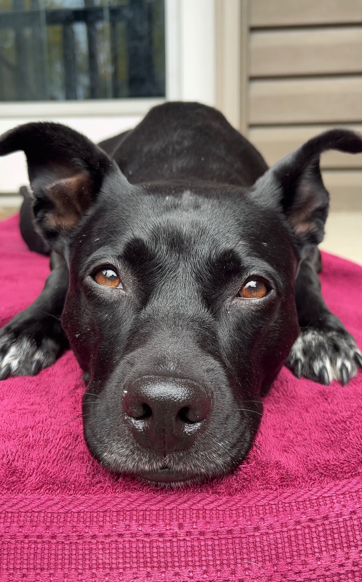 Support Reina's Vet Fees campaign photo, 2 of 6