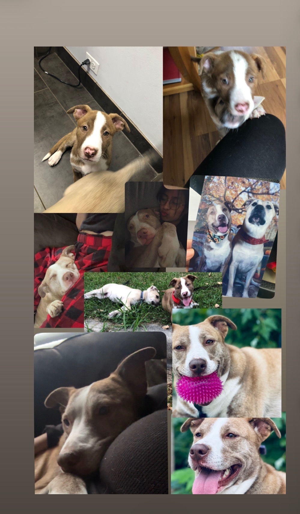 Help Bring Ivy Home: Cremation Fund campaign photo, 2 of 4
