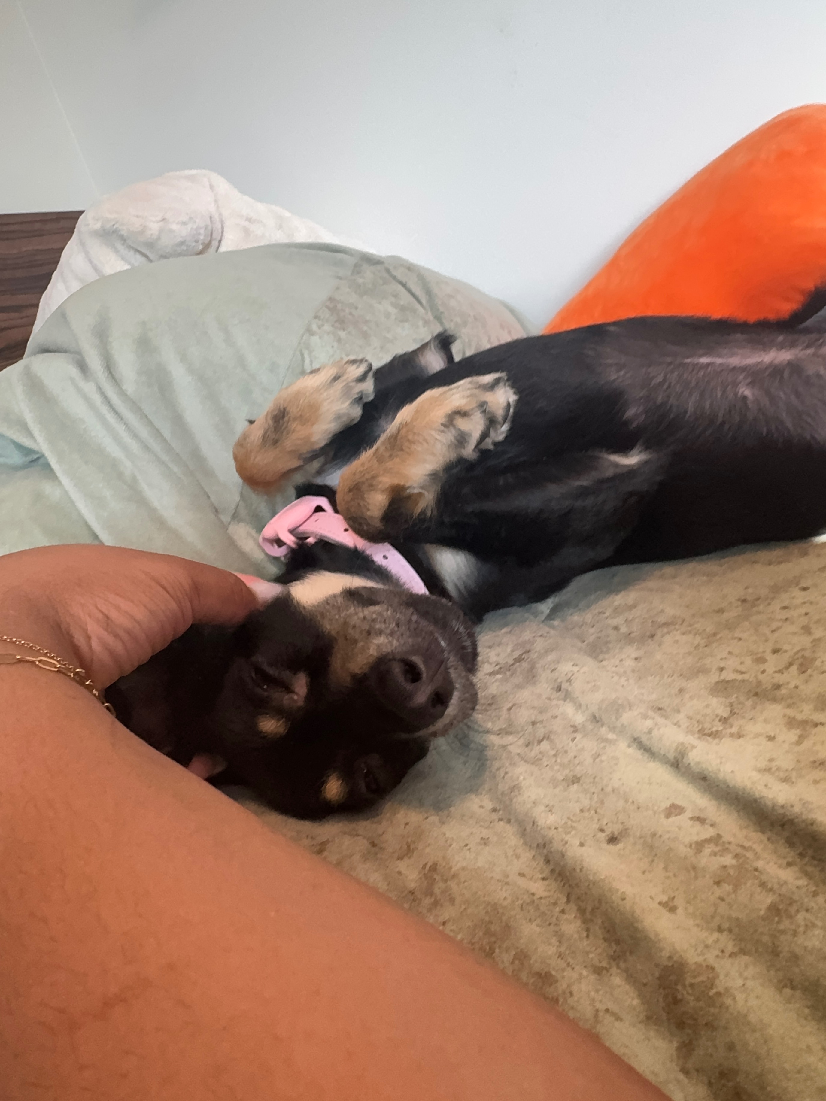 Cookie’s Comeback: Help Her Heal campaign photo, 2 of 7
