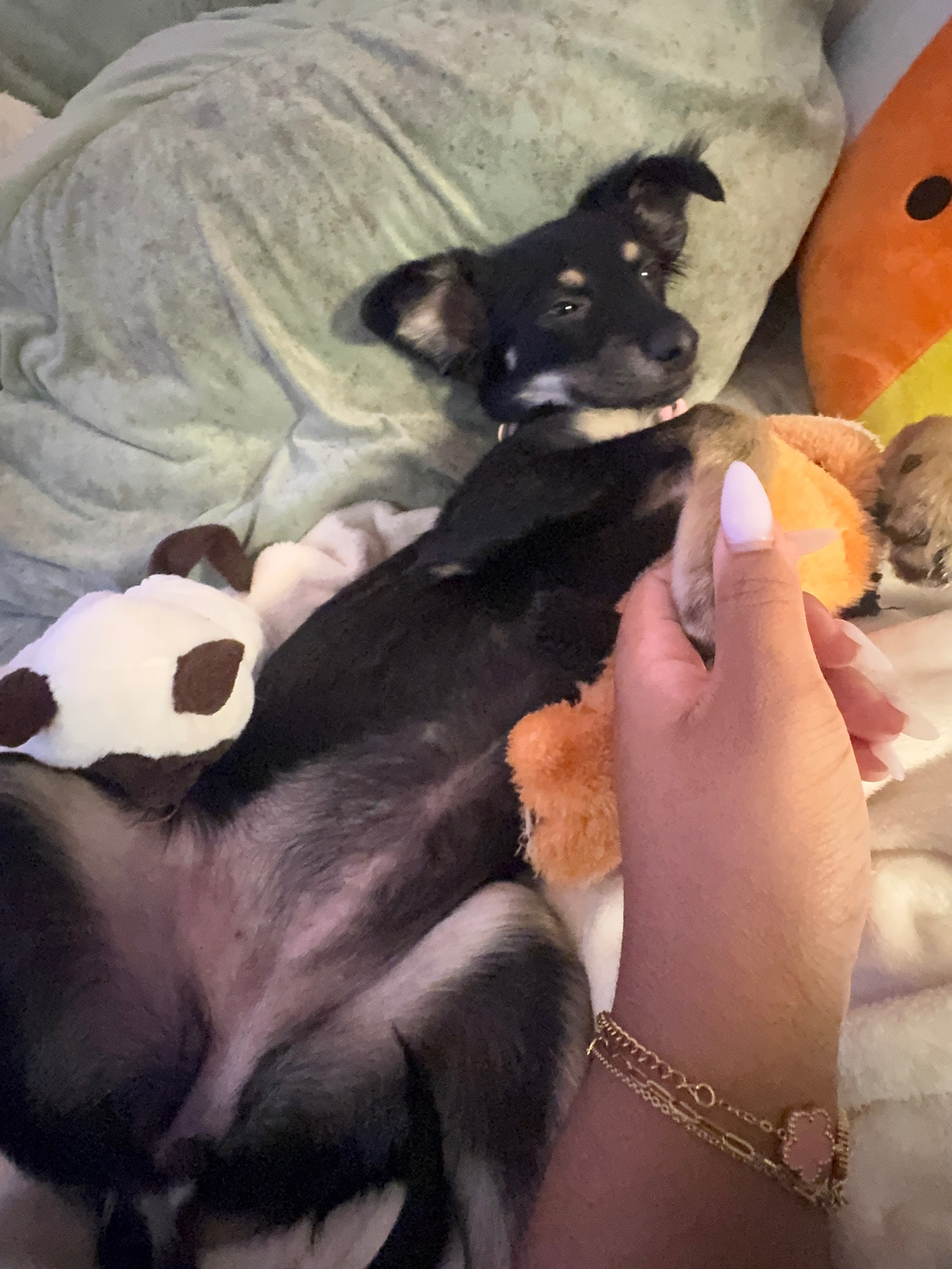 Cookie’s Comeback: Help Her Heal campaign photo, 4 of 7