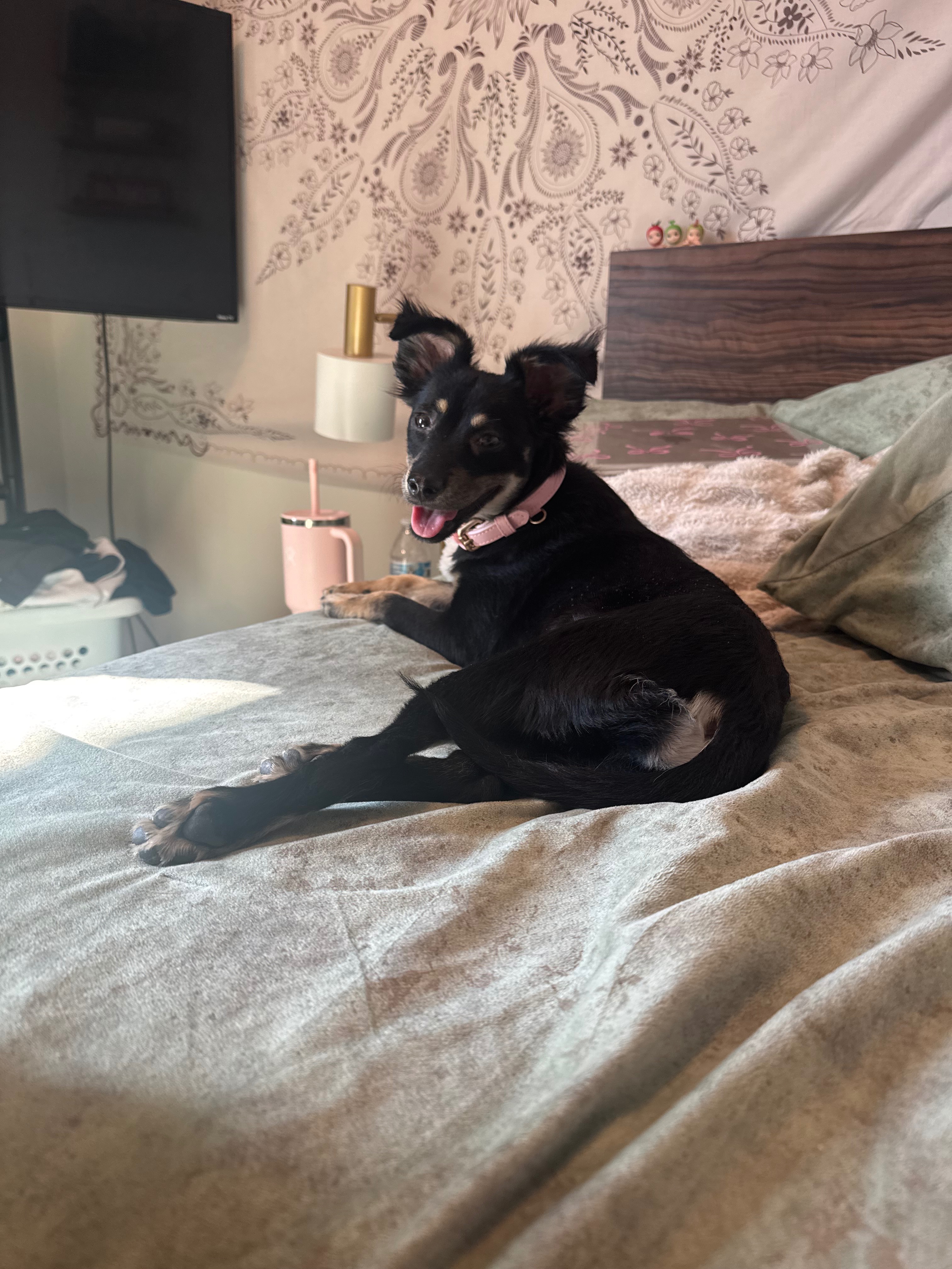 Cookie’s Comeback: Help Her Heal campaign photo, 5 of 7
