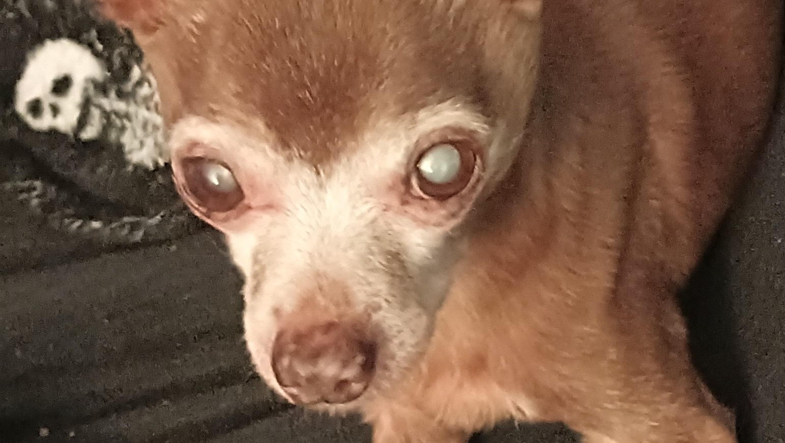 Fundraiser by Kandi Hardee : Help Zorro Medical Bills
