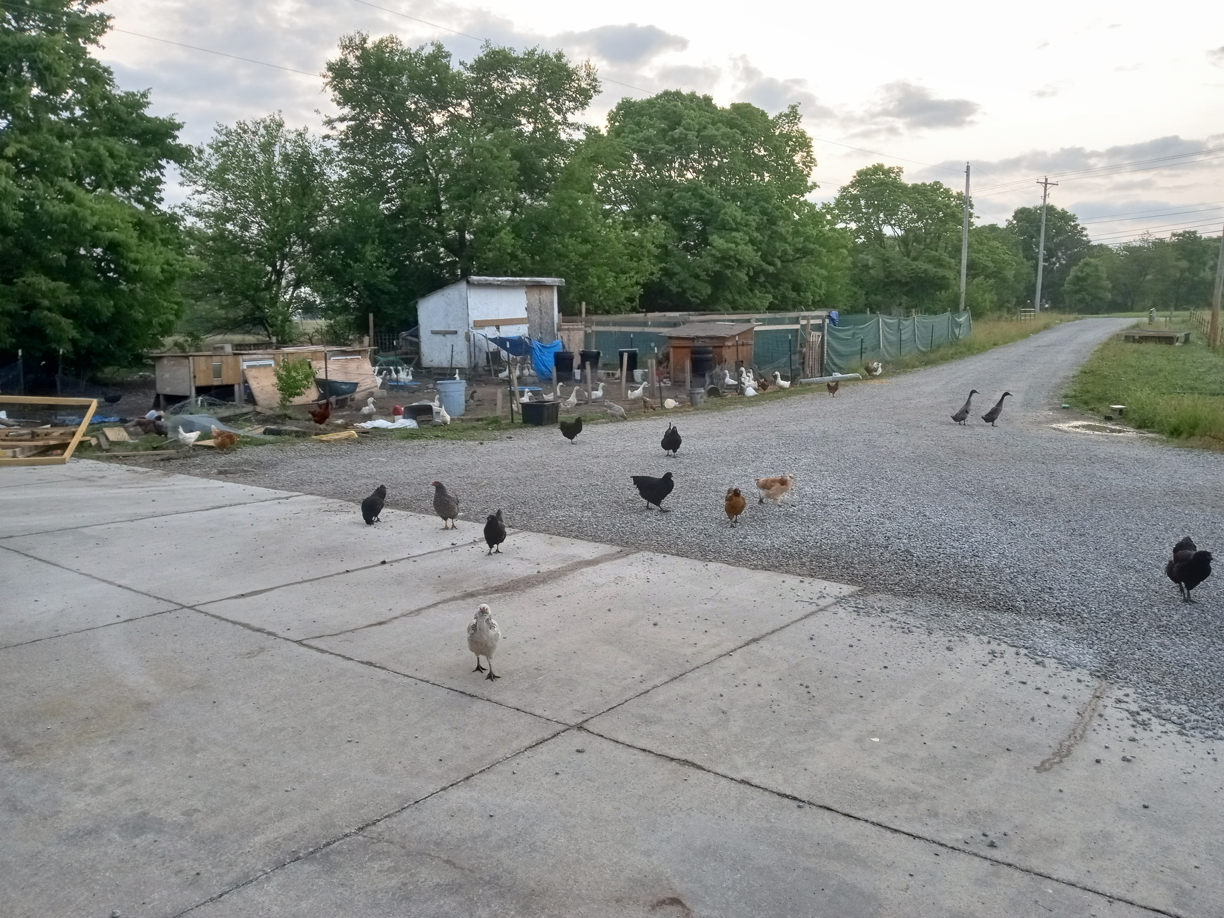 Help Innocent Ducks Survive Toxic Poisoned Water campaign photo, 6 of 7