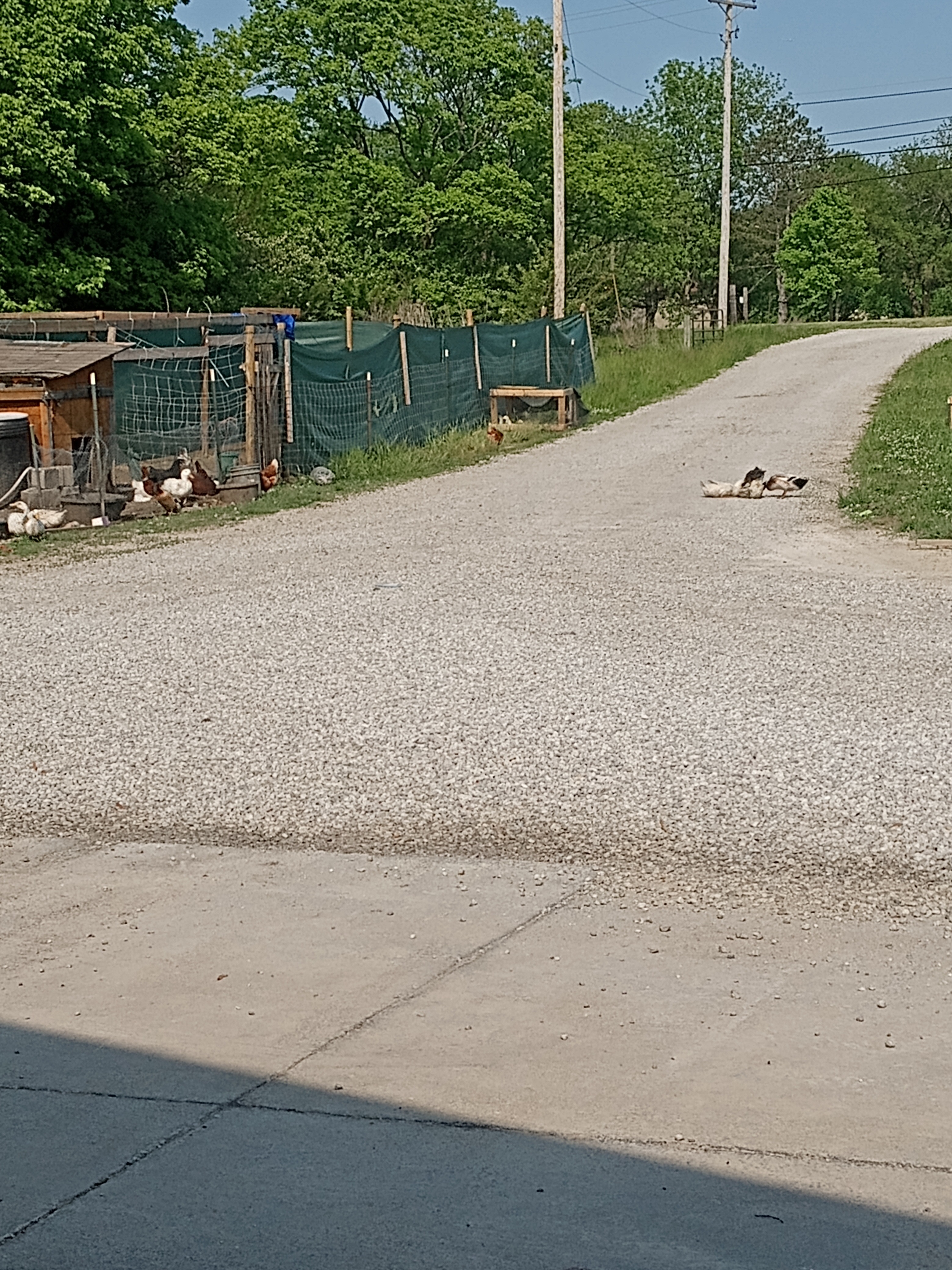 Help Innocent Ducks Survive Toxic Poisoned Water campaign photo, 2 of 7