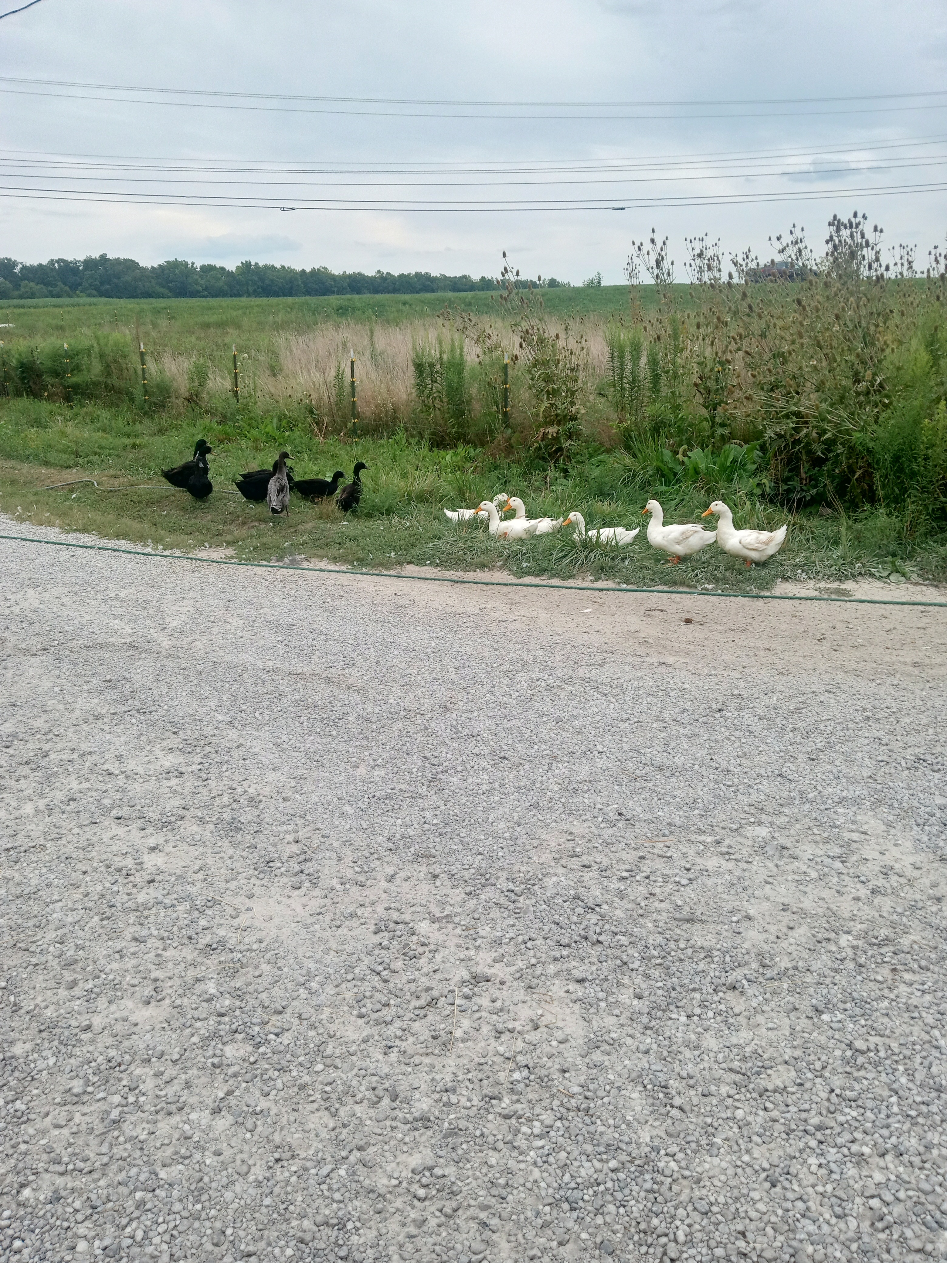 Help Innocent Ducks Survive Toxic Poisoned Water campaign photo, 4 of 7