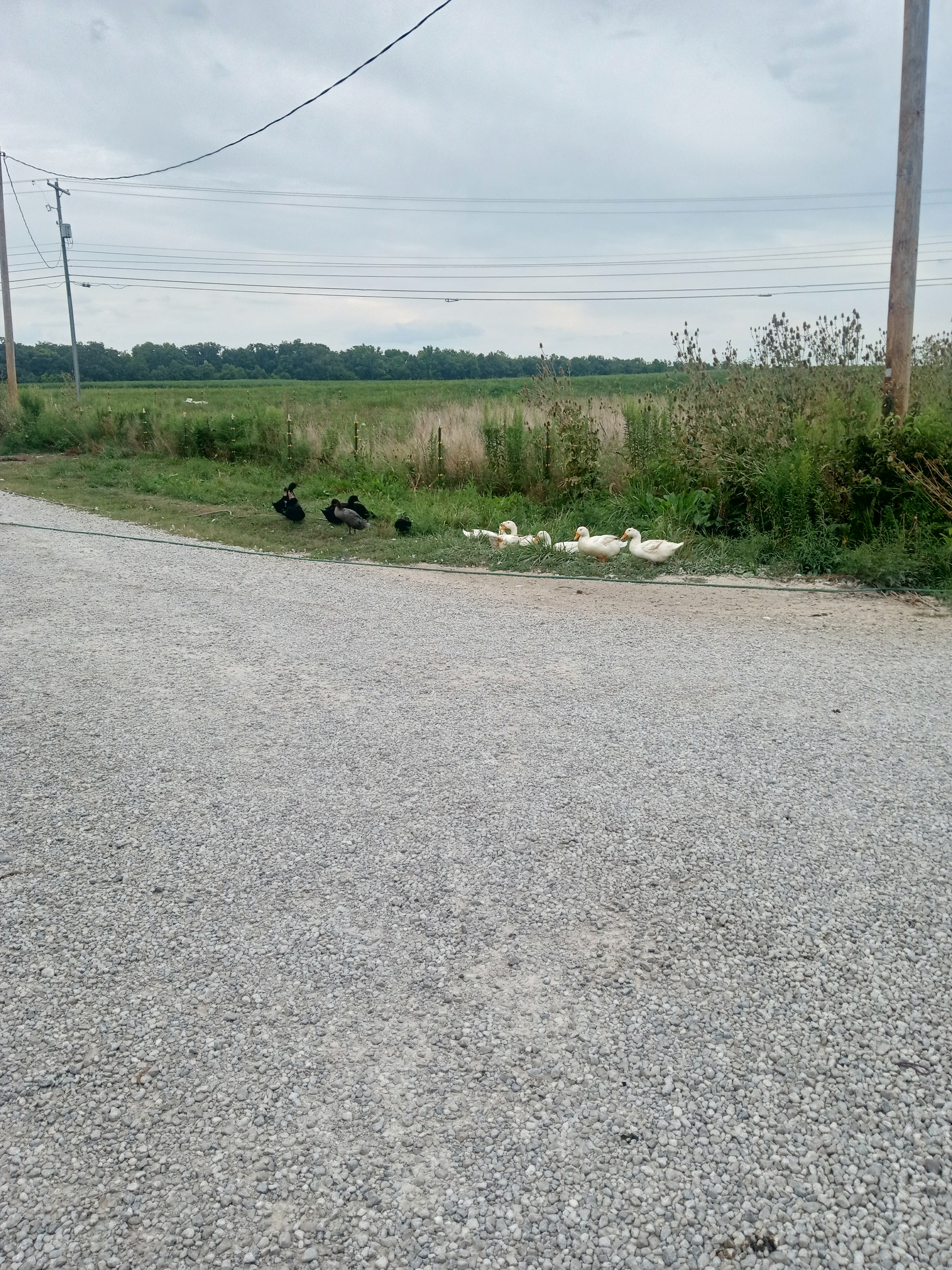 Help Innocent Ducks Survive Toxic Poisoned Water campaign photo, 5 of 7