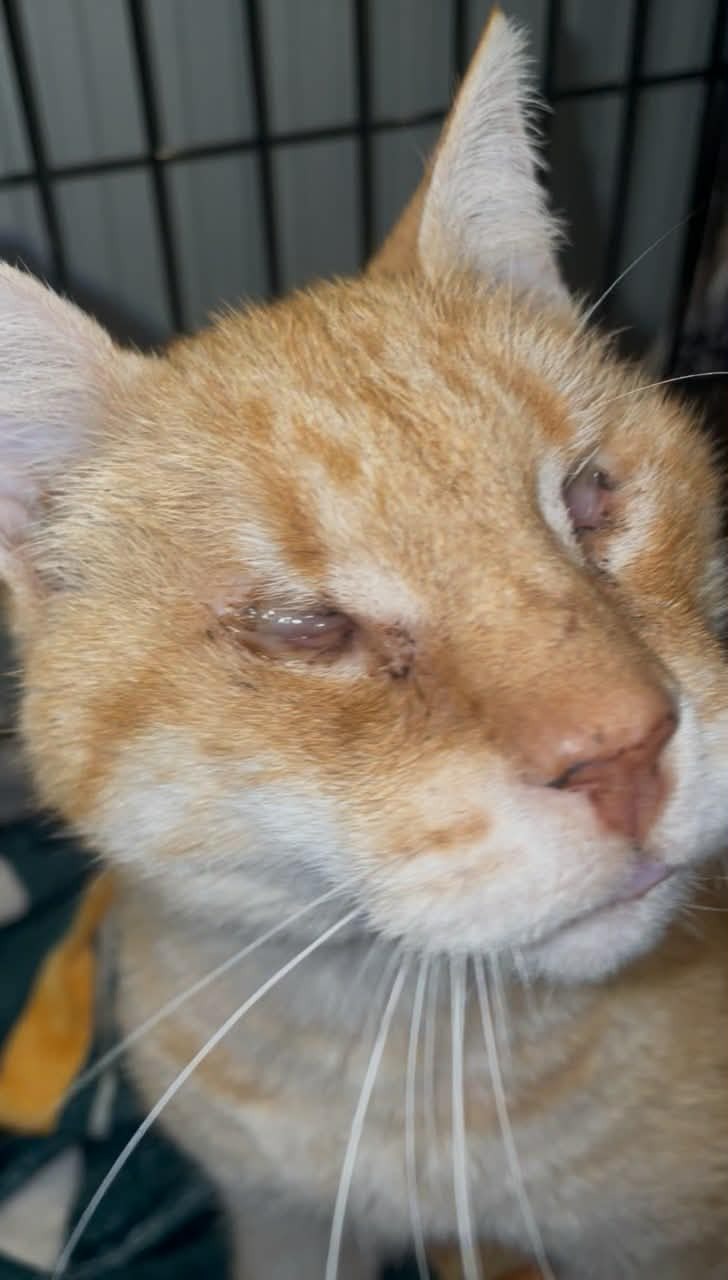 Blind but Brave: Help Rusty Get Surgery he desperately needs campaign photo, 4 of 5