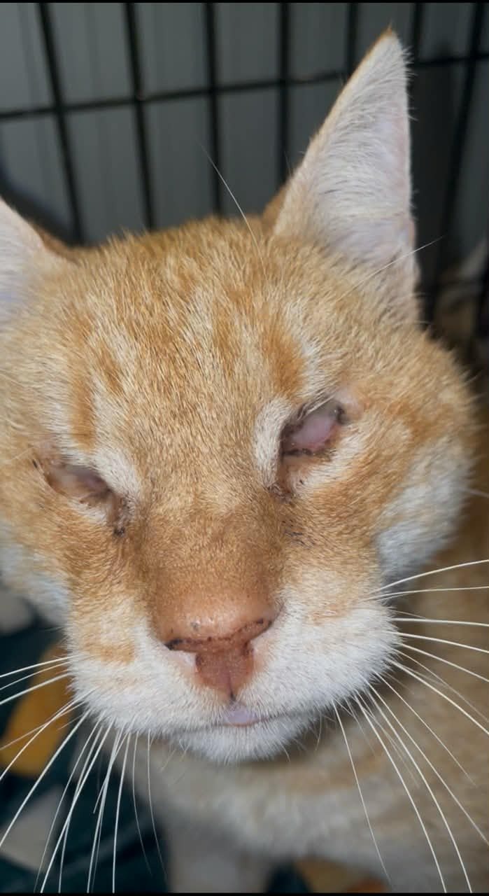 Fundraiser by Gina Ledgister : Blind but Brave: Help Rusty Get Surgery he  desperately needs