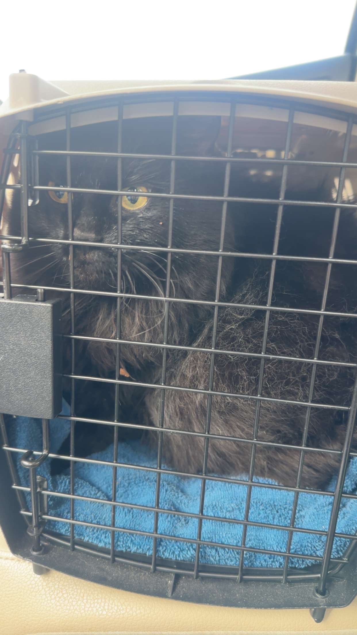 Donate to Kiki's Veterinary Care Fund campaign photo, 5 of 5