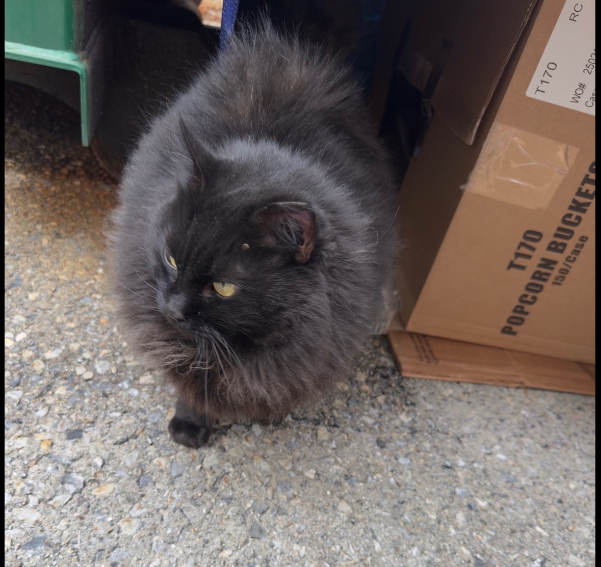 Donate to Kiki's Veterinary Care Fund campaign photo, 2 of 5
