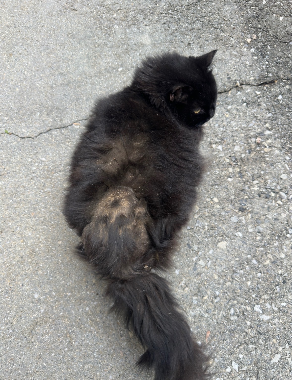 Donate to Kiki's Veterinary Care Fund campaign photo, 4 of 5