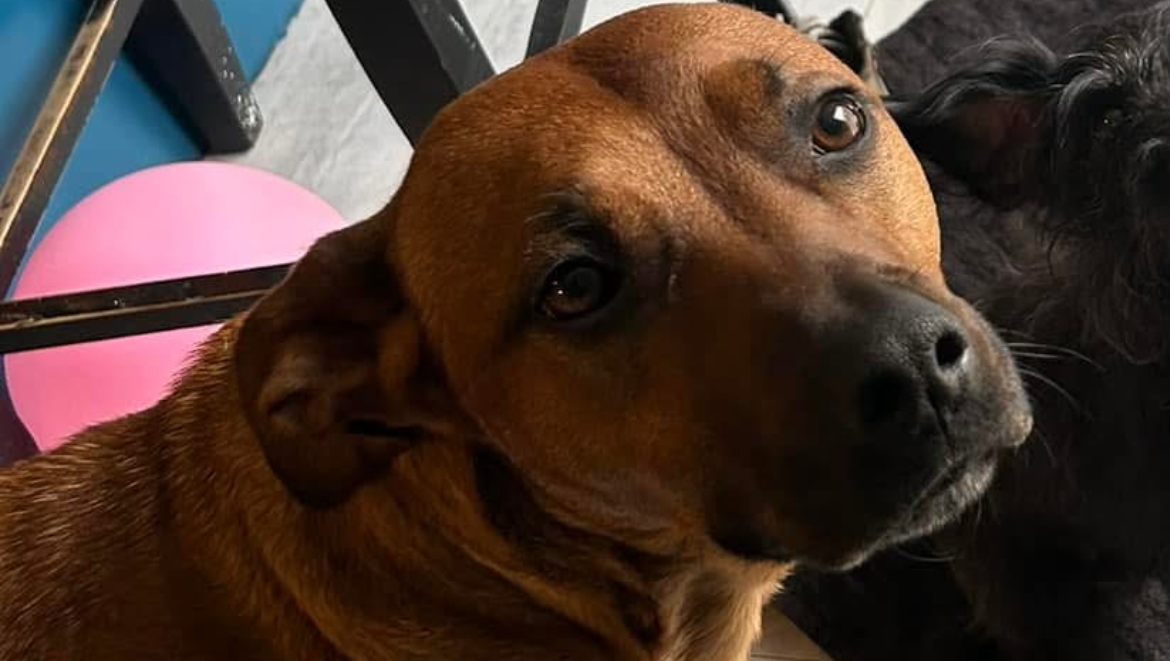 Fundraiser by Samantha Spruill : Donate to Save Misty from Pyometra