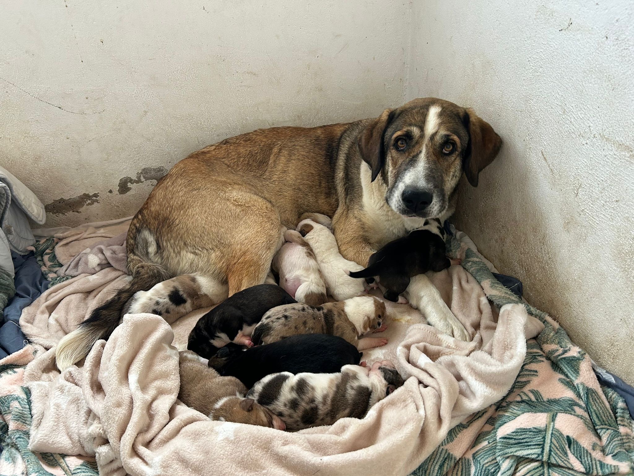Help abandoned Honey and 10 puppies campaign photo, 4 of 5