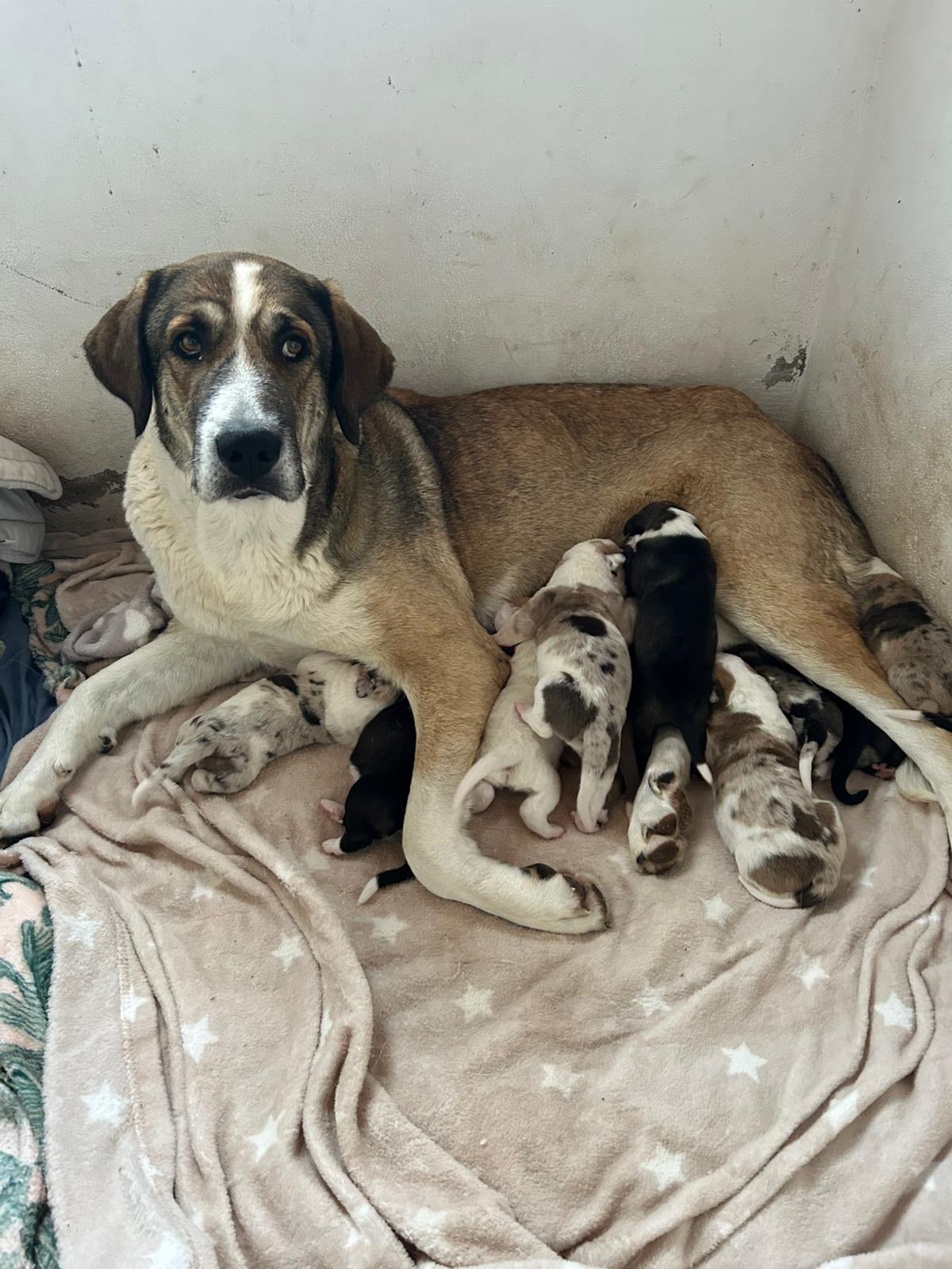 Help abandoned Honey and 10 puppies campaign photo, 2 of 5