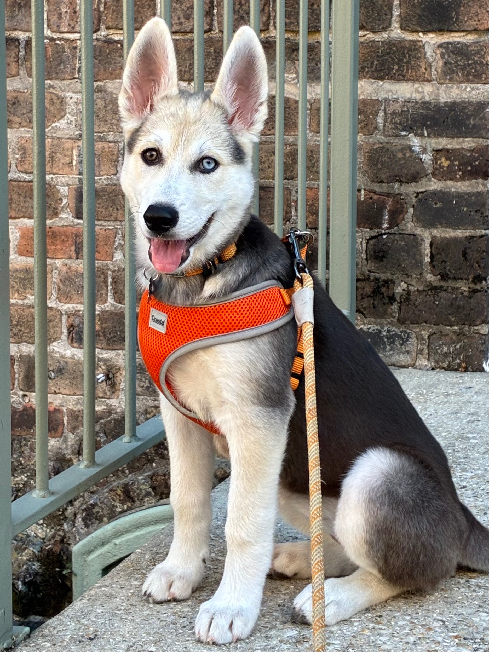Help Ilsa Get the Training She Deserves campaign photo, 7 of 8