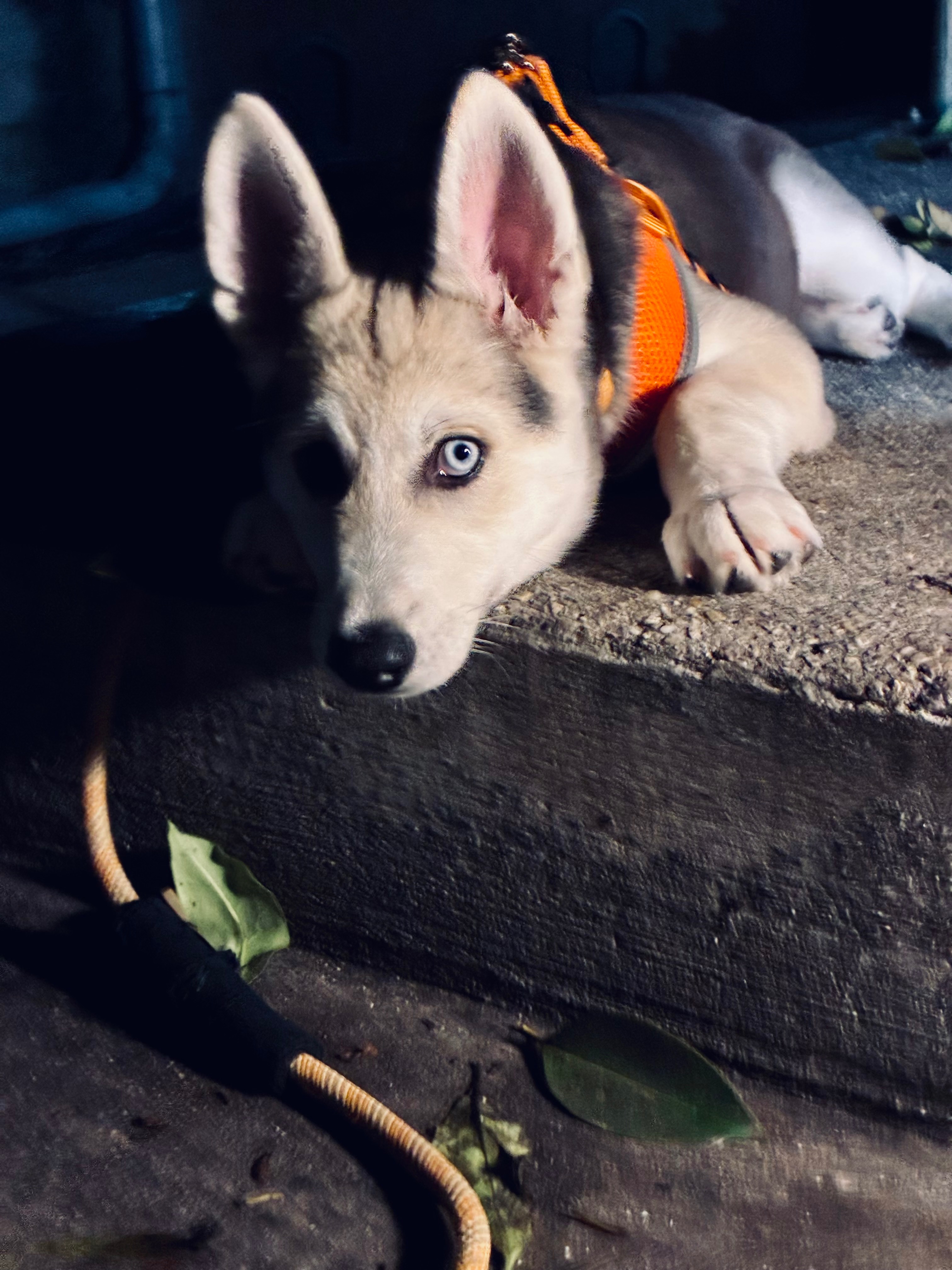Help Ilsa Get the Training She Deserves campaign photo, 2 of 8