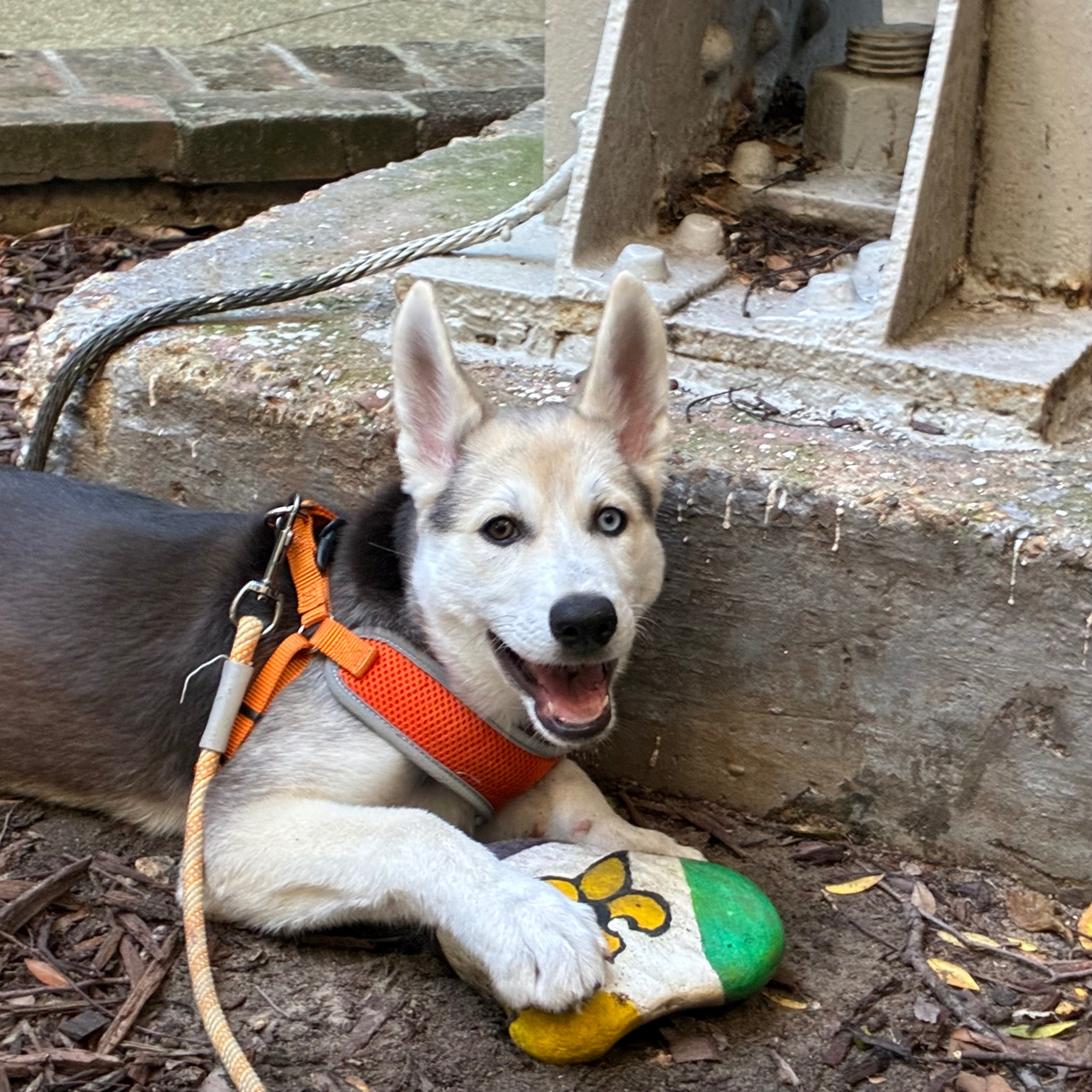 Help Ilsa Get the Training She Deserves campaign photo, 4 of 8