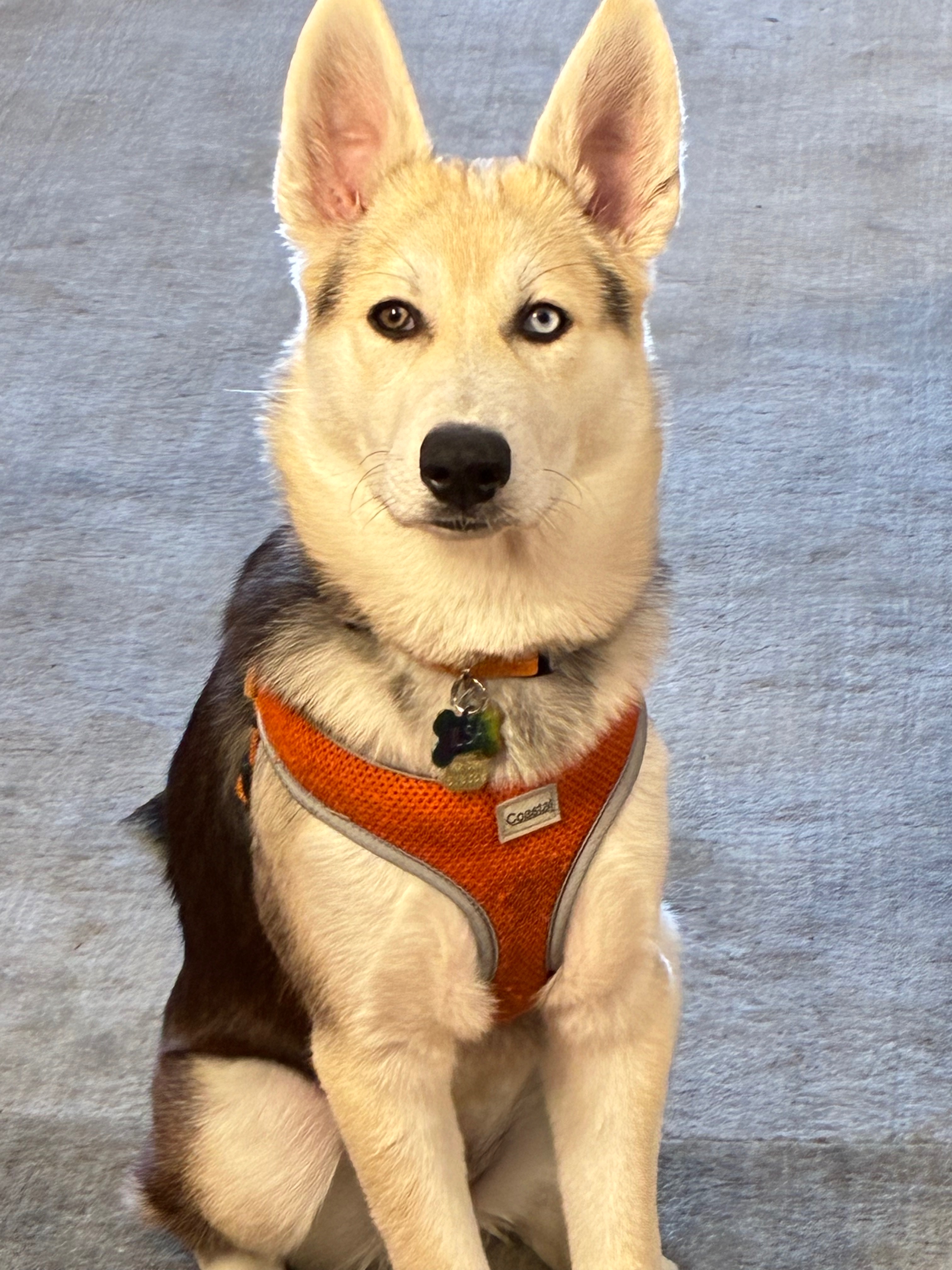 Help Ilsa Get the Training She Deserves campaign photo, 5 of 8