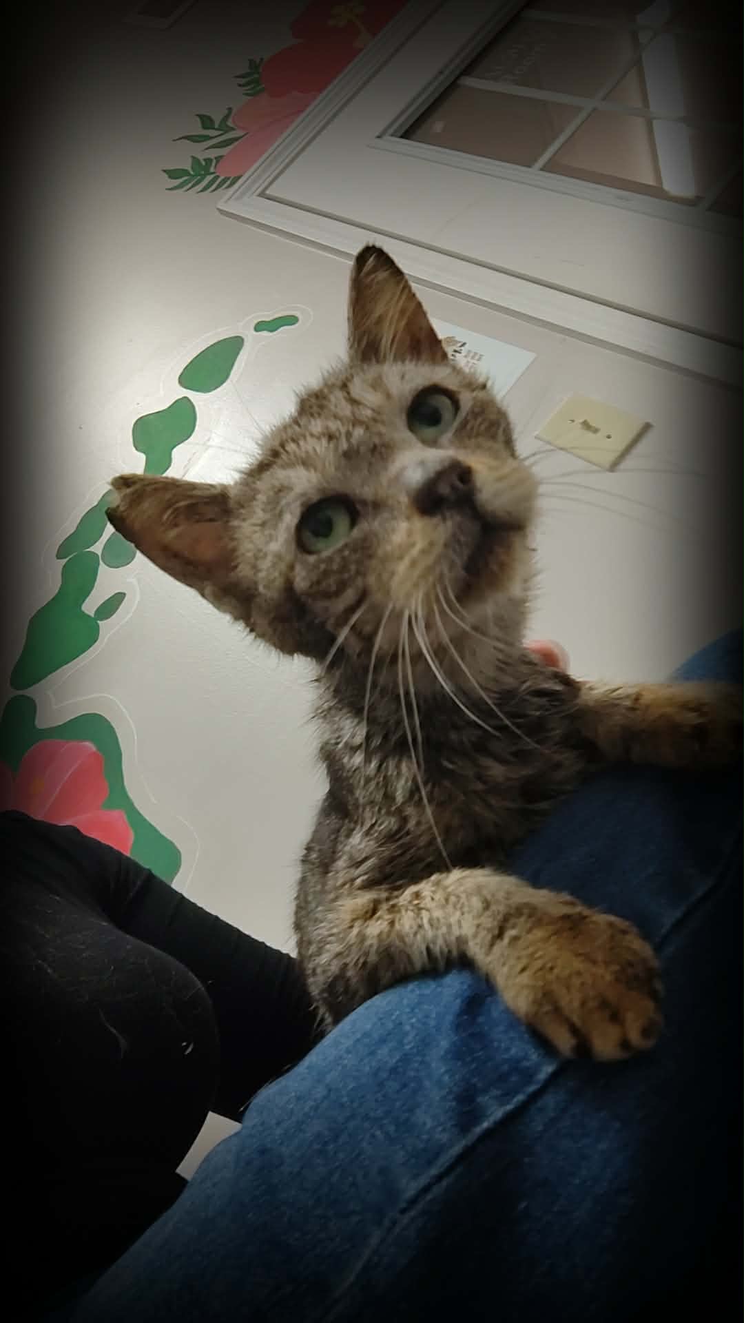 Purrs Collective Medical Fund campaign photo, 2 of 7