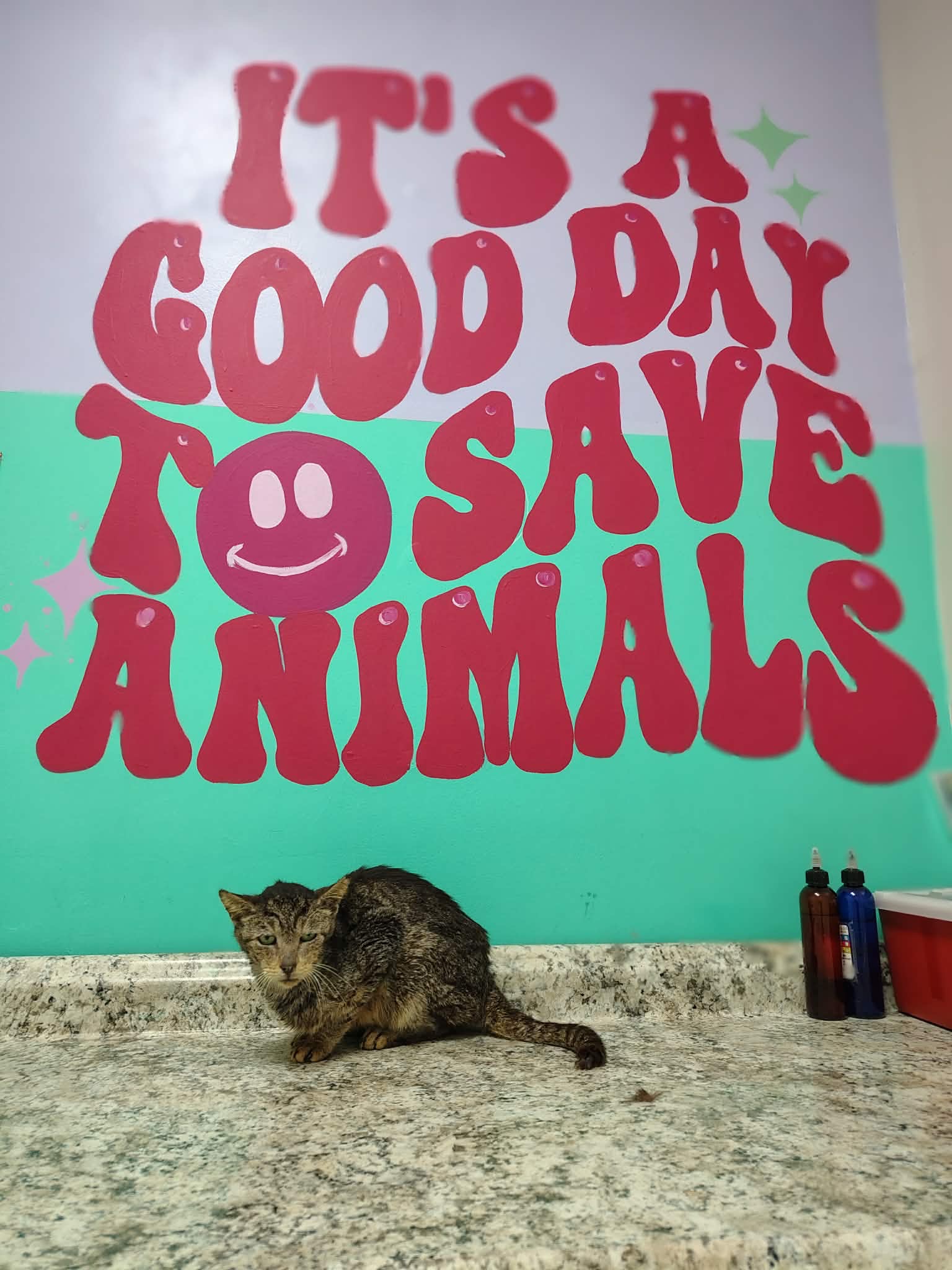 Purrs Collective Medical Fund campaign photo, 5 of 7