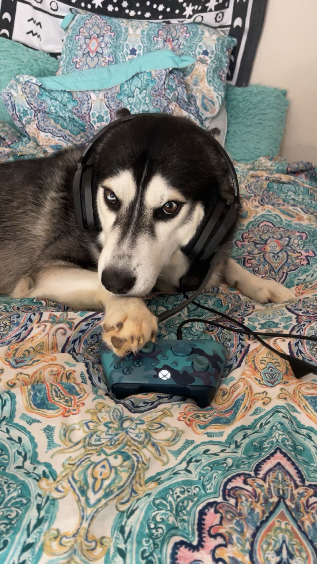 Donate to Save Bandit from Kidney Failure or Diabetes campaign photo, 2 of 8