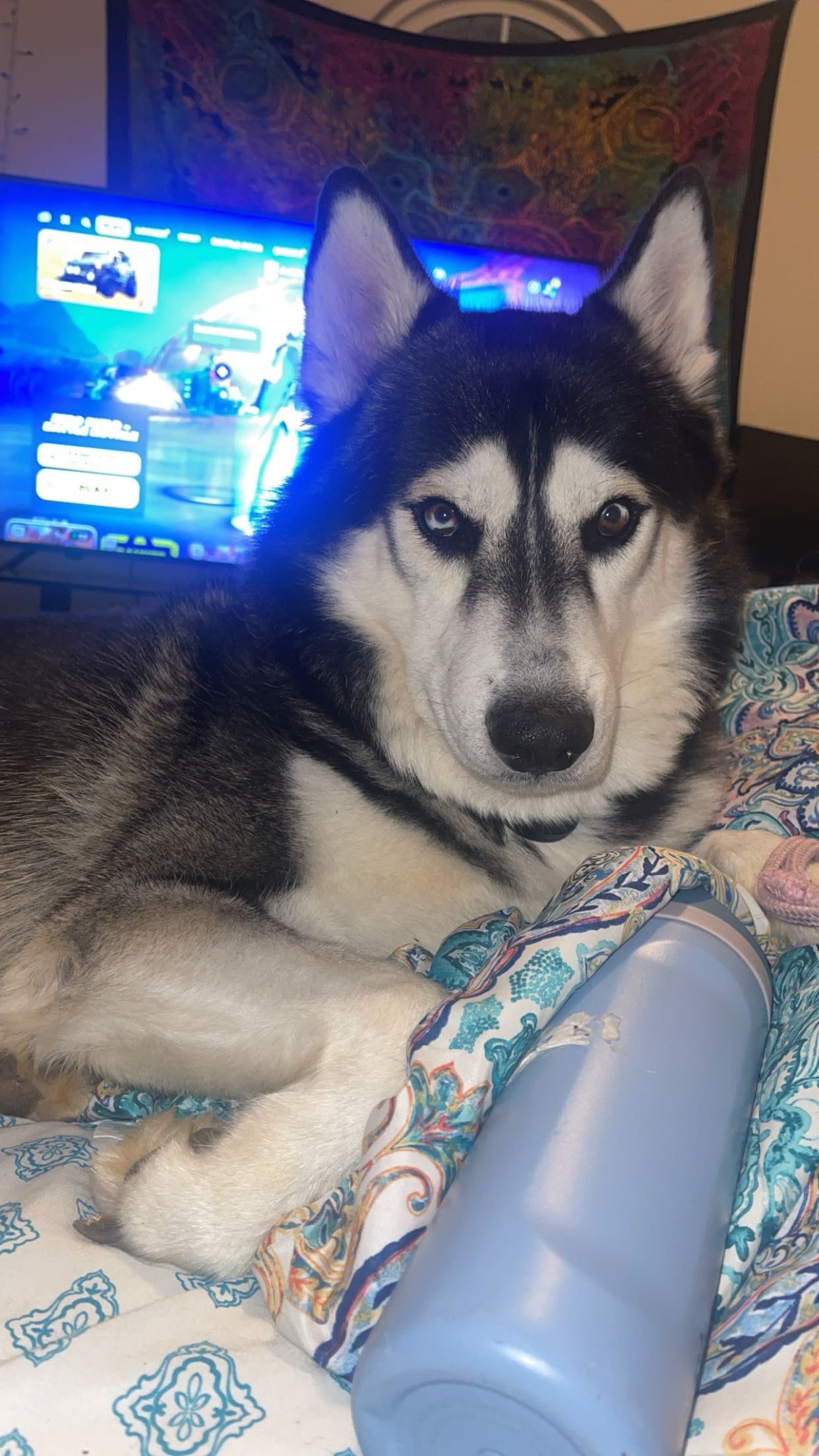 Donate to Save Bandit from Kidney Failure or Diabetes campaign photo, 4 of 8