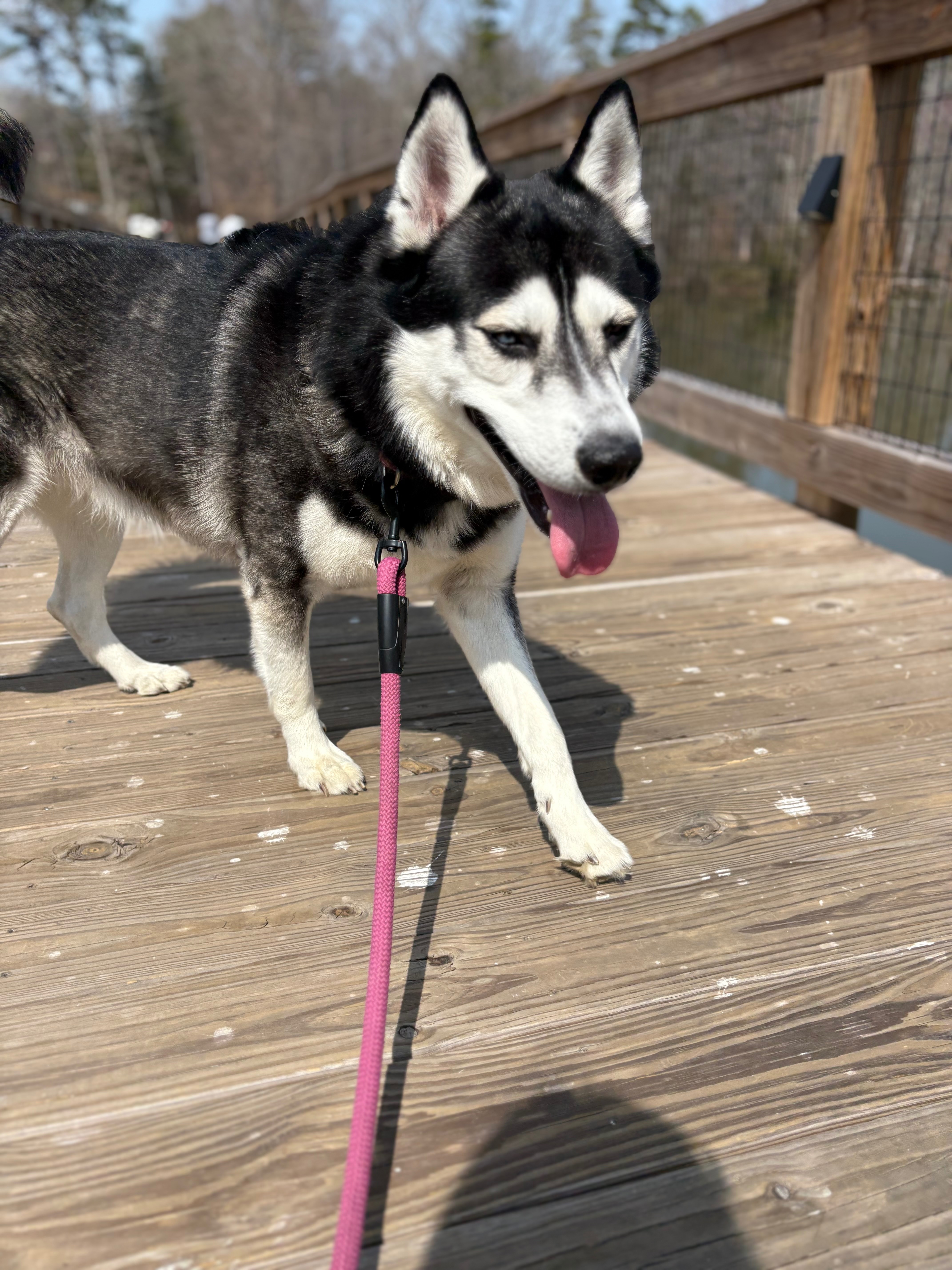 Donate to Save Bandit from Kidney Failure or Diabetes campaign photo, 6 of 8