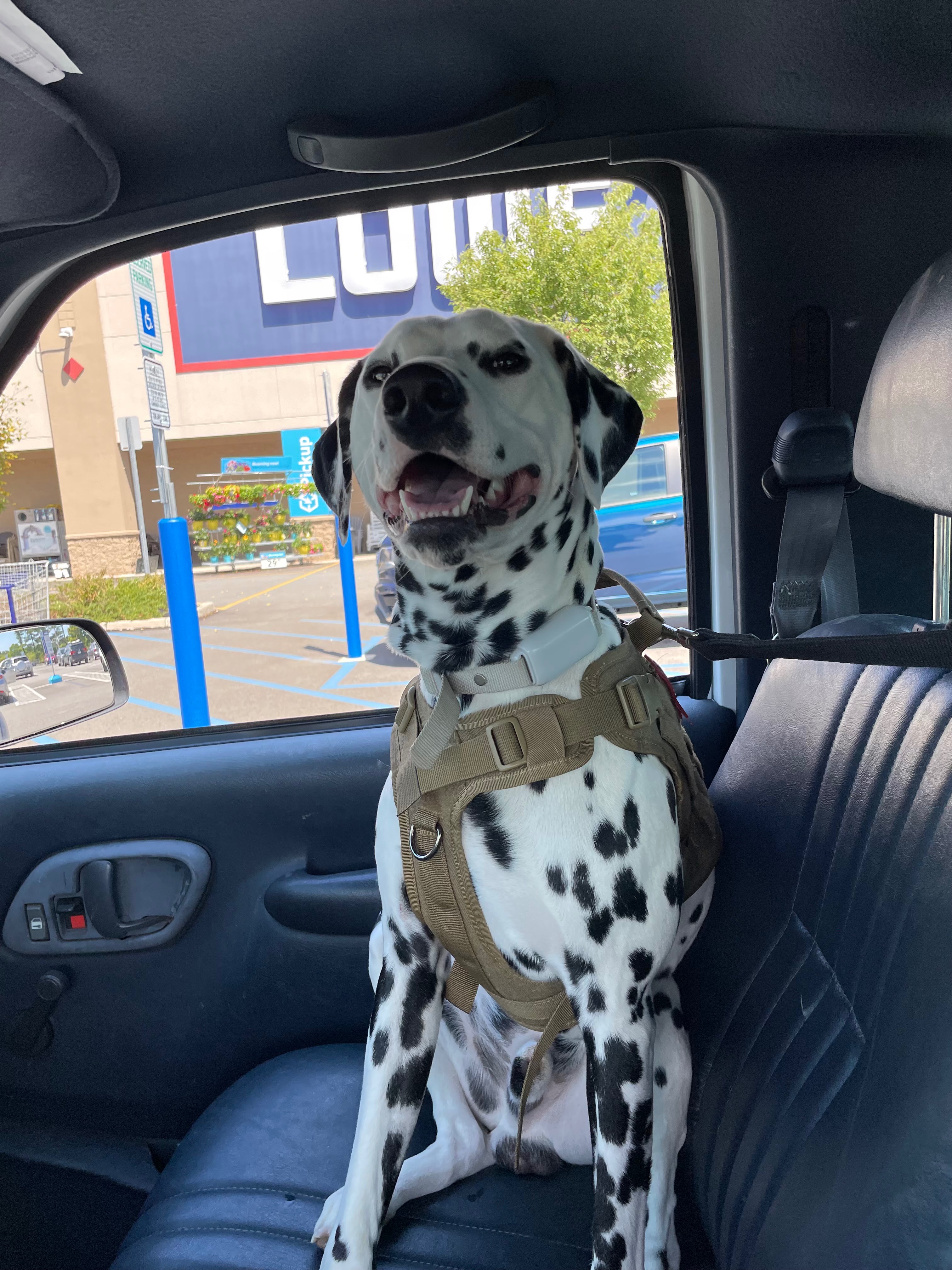 Help Dallas Recover from Life-Saving Surgery campaign photo, 5 of 6