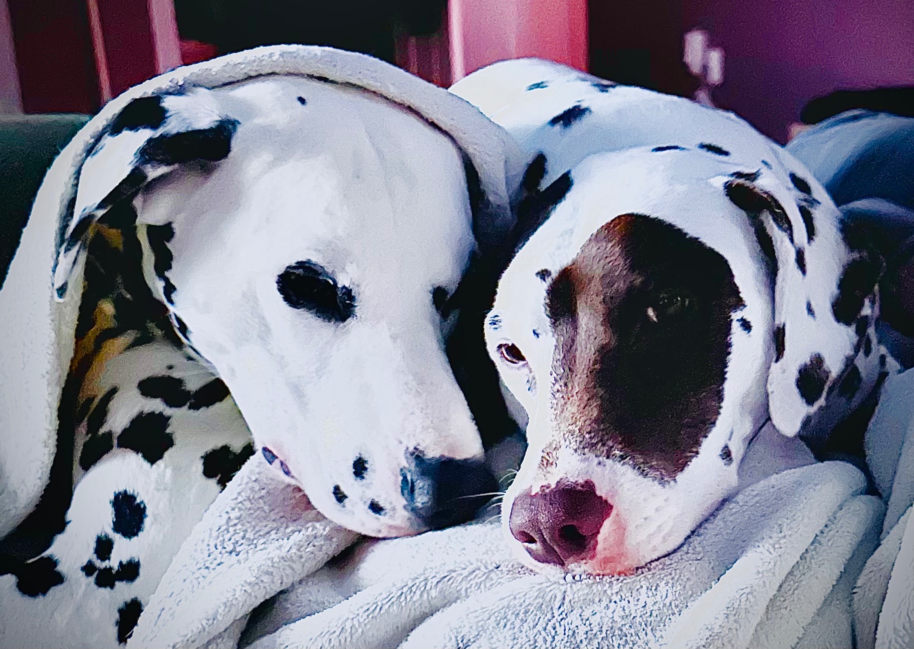 Help Dallas Recover from Life-Saving Surgery campaign photo, 2 of 6