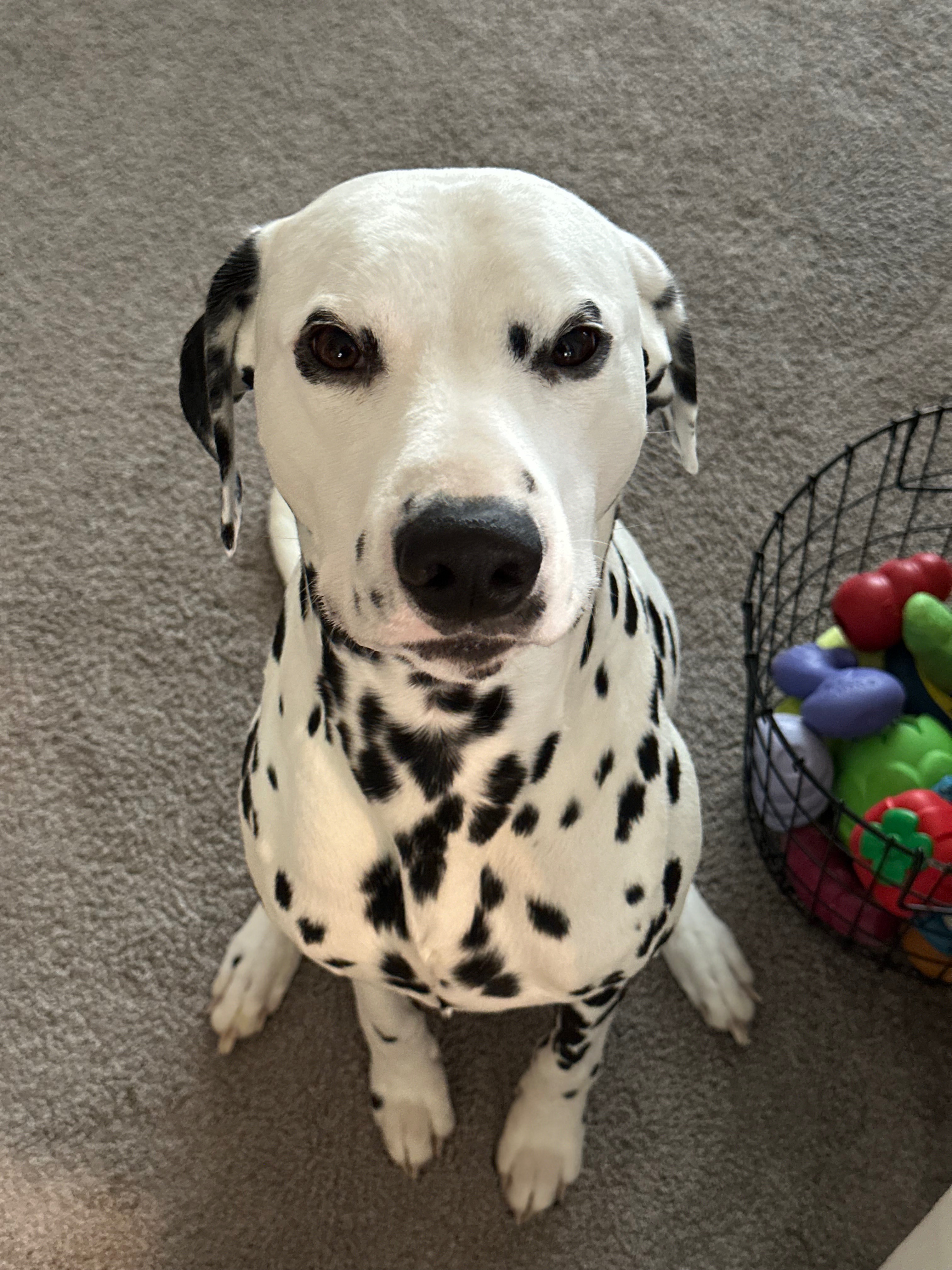 Help Dallas Recover from Life-Saving Surgery campaign photo, 4 of 6