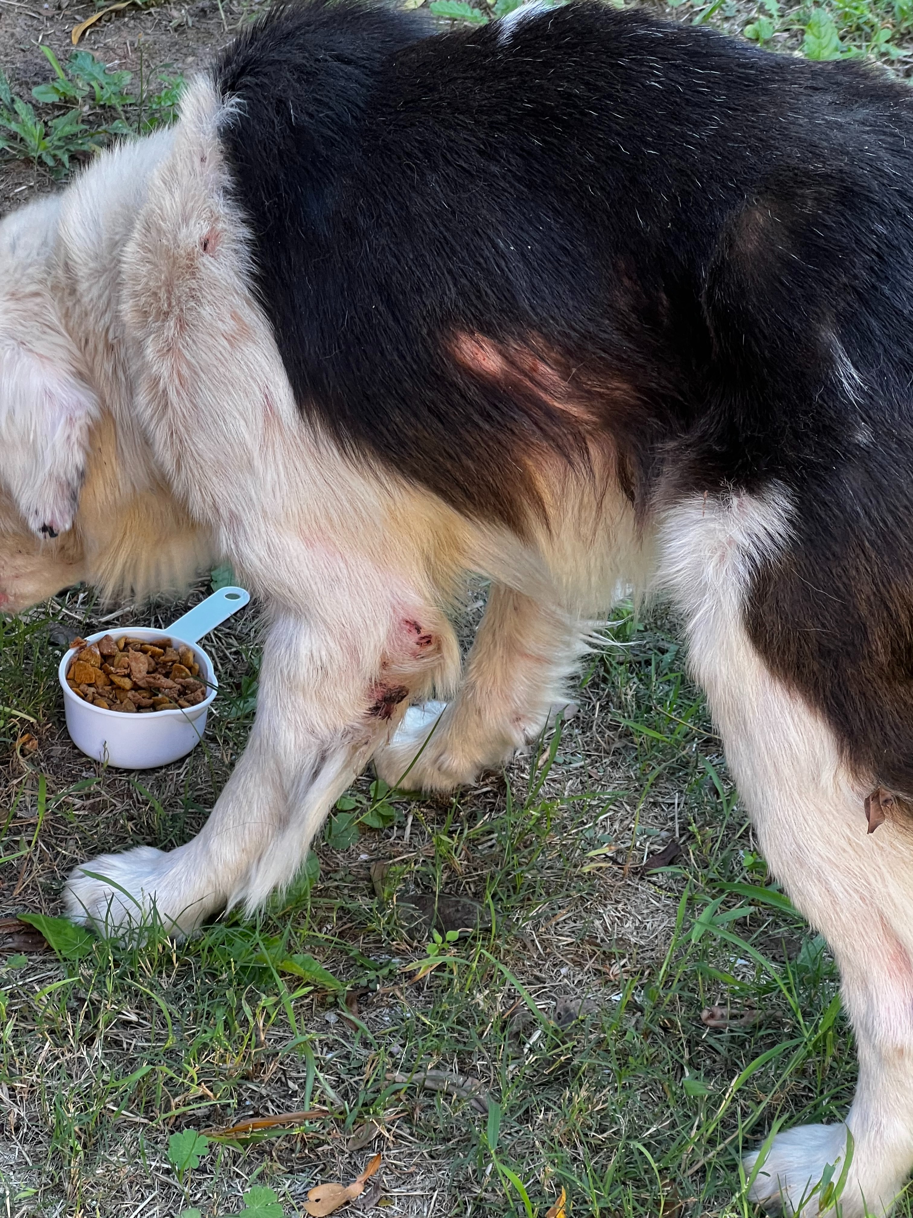 Help Save a Brave Pup Found Fighting for His Life campaign photo, 7 of 7