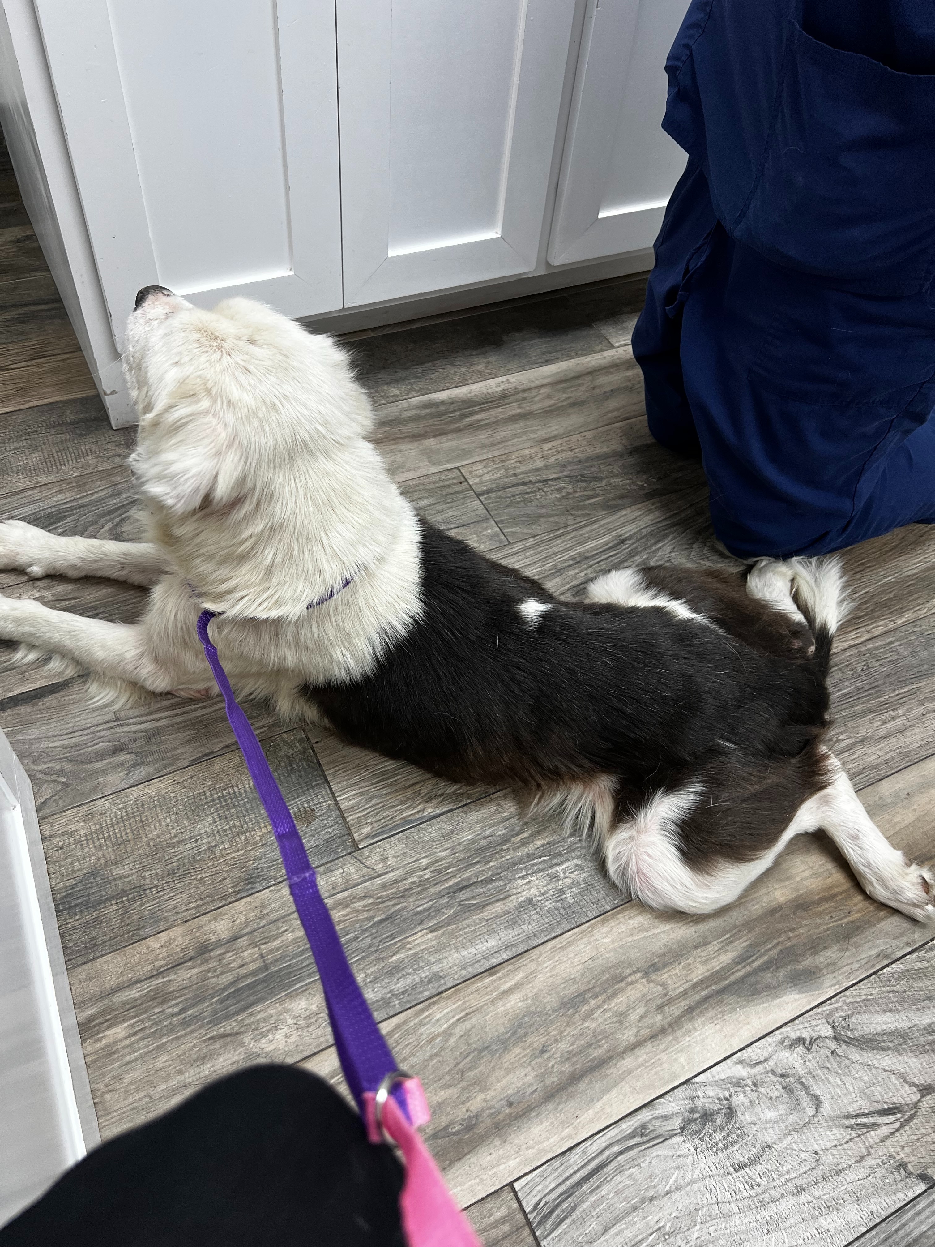 Help Save a Brave Pup Found Fighting for His Life campaign photo, 2 of 7