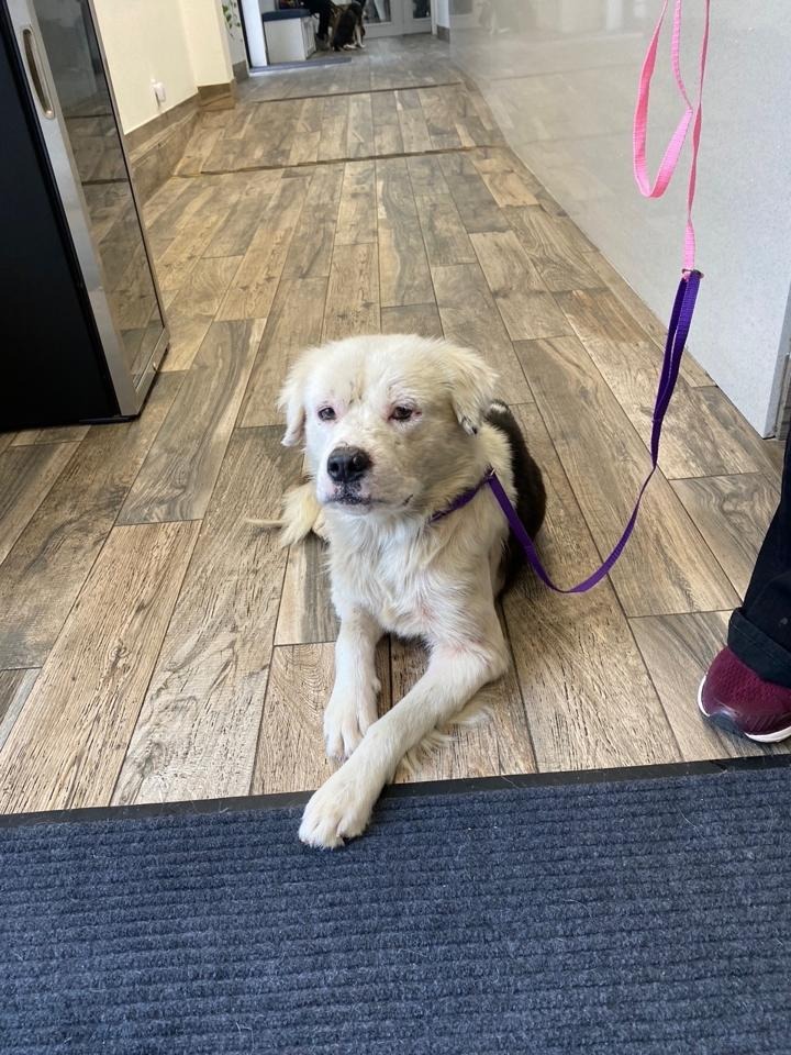 Help Save a Brave Pup Found Fighting for His Life campaign photo, 4 of 7