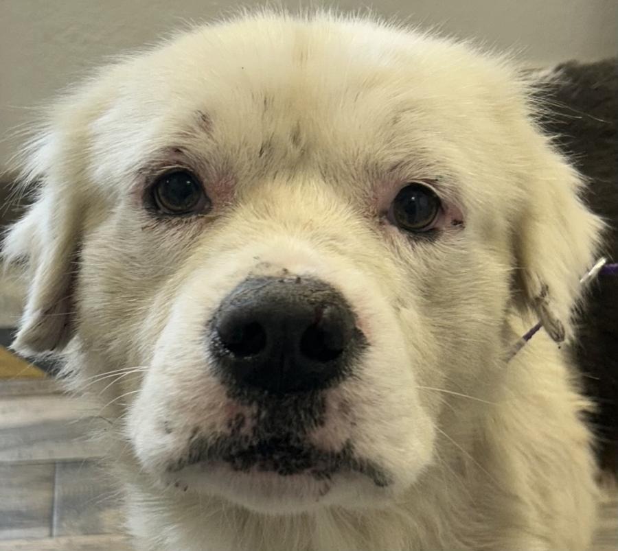 Help Save a Brave Pup Found Fighting for His Life campaign photo, 5 of 7