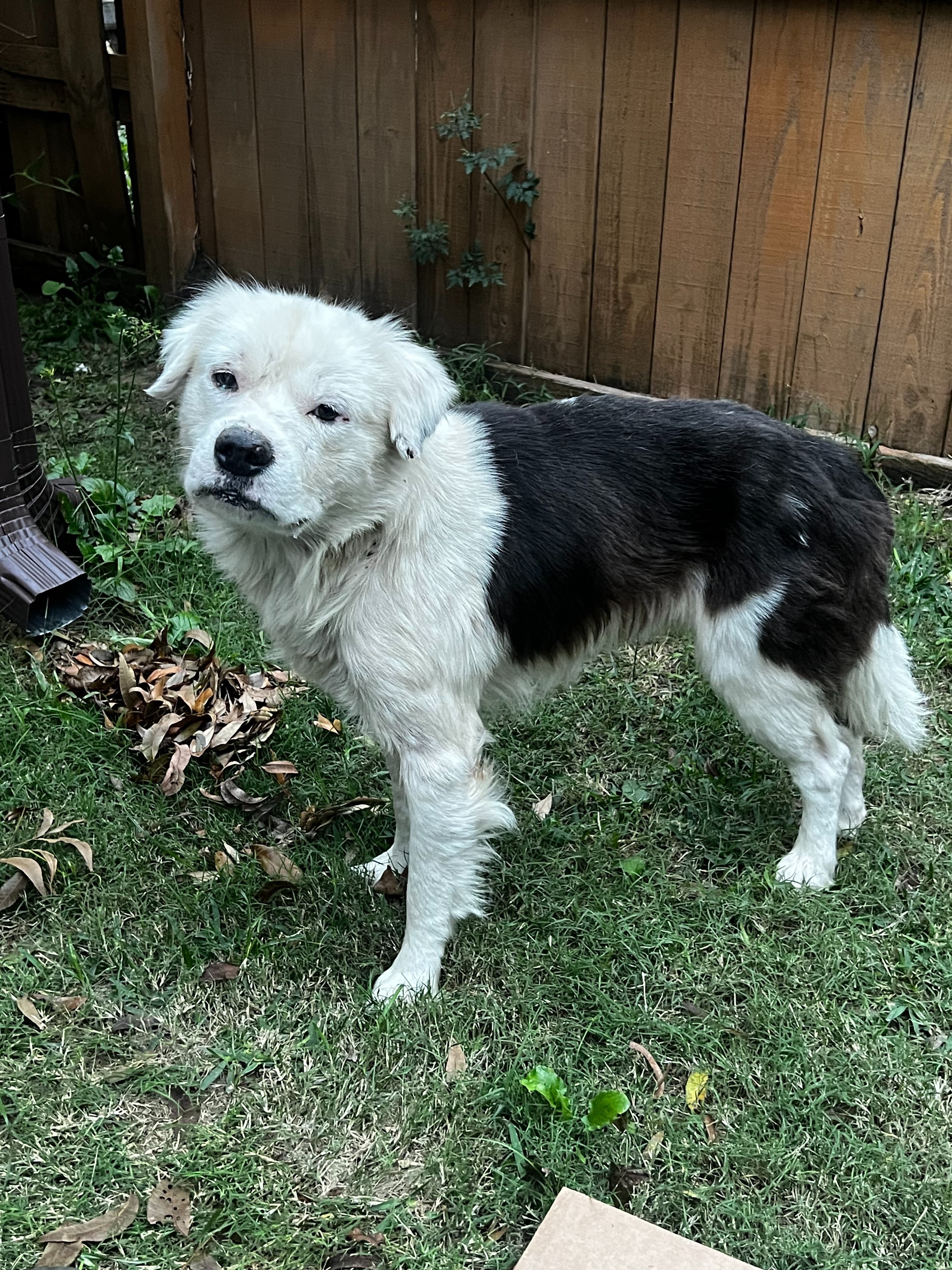 Help Save a Brave Pup Found Fighting for His Life campaign photo, 6 of 7