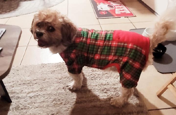 please help my senior dog Buttons with vet care campaign photo, 8 of 9