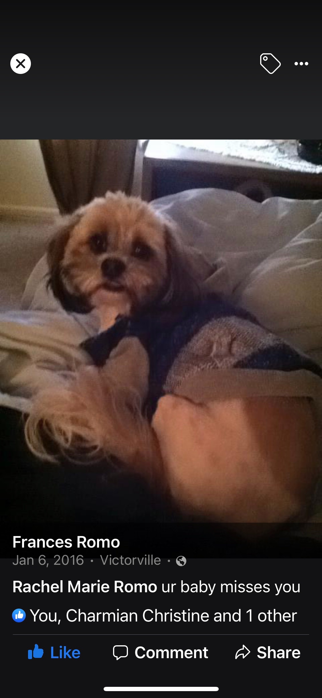 please help my senior dog Buttons with vet care campaign photo, 2 of 9