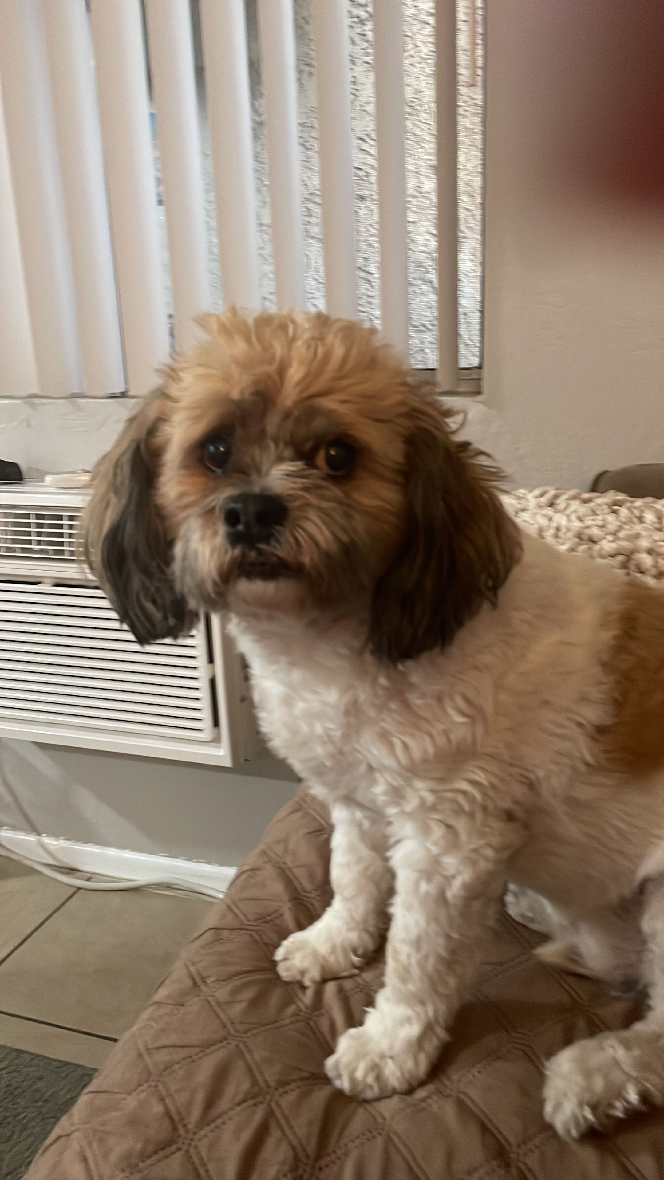 please help my senior dog Buttons with vet care campaign photo, 4 of 9
