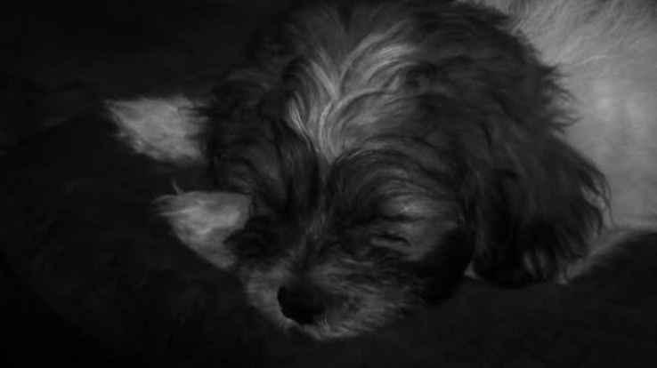 please help my senior dog Buttons with vet care photo