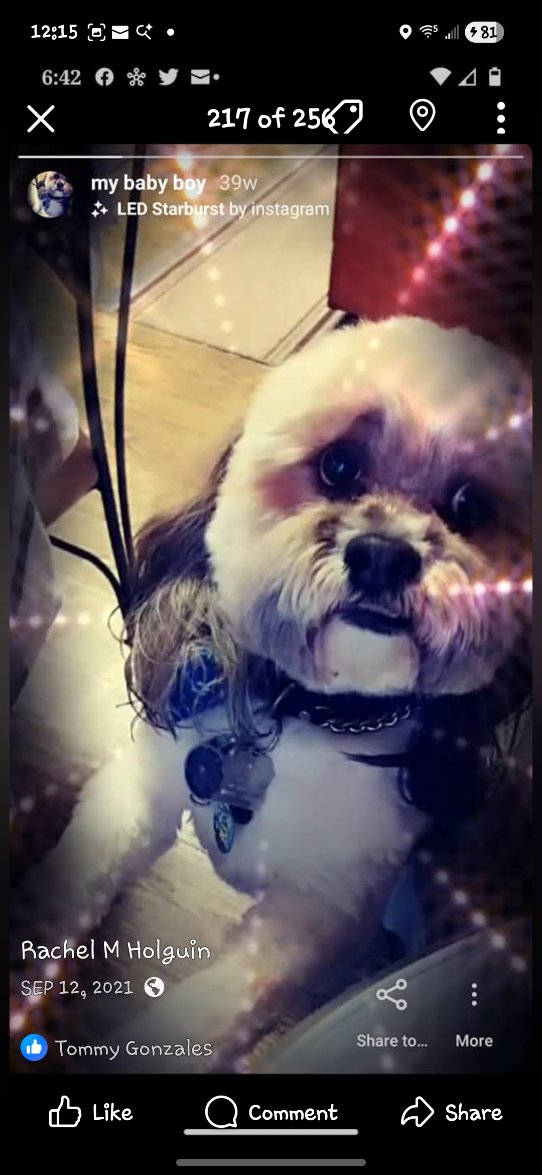 please help my senior dog Buttons with vet care campaign photo, 6 of 9