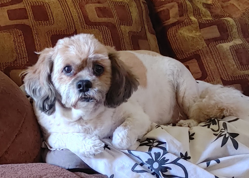 please help my senior dog Buttons with vet care campaign photo, 7 of 9