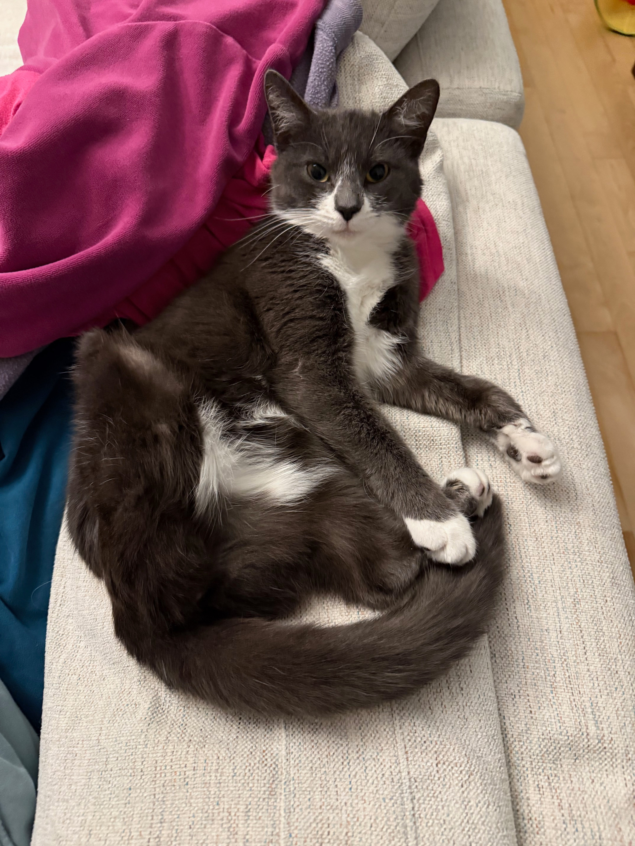 Help cover vet bills for Luna, the tripod kitten campaign photo, 6 of 7