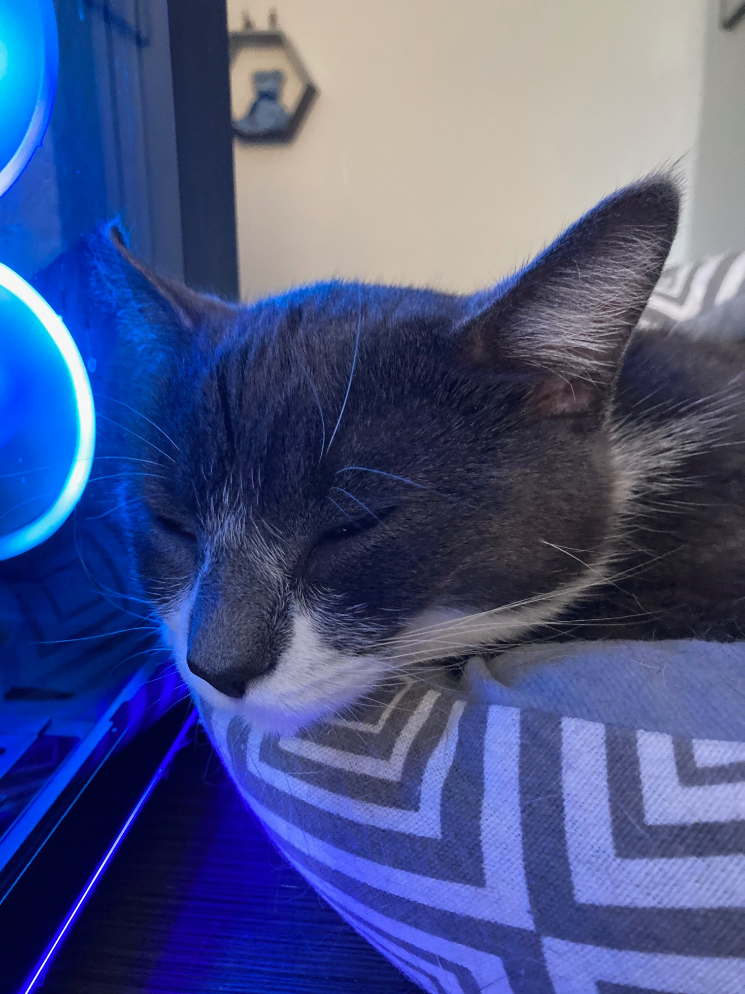 Help cover vet bills for Luna, the tripod kitten campaign photo, 2 of 7
