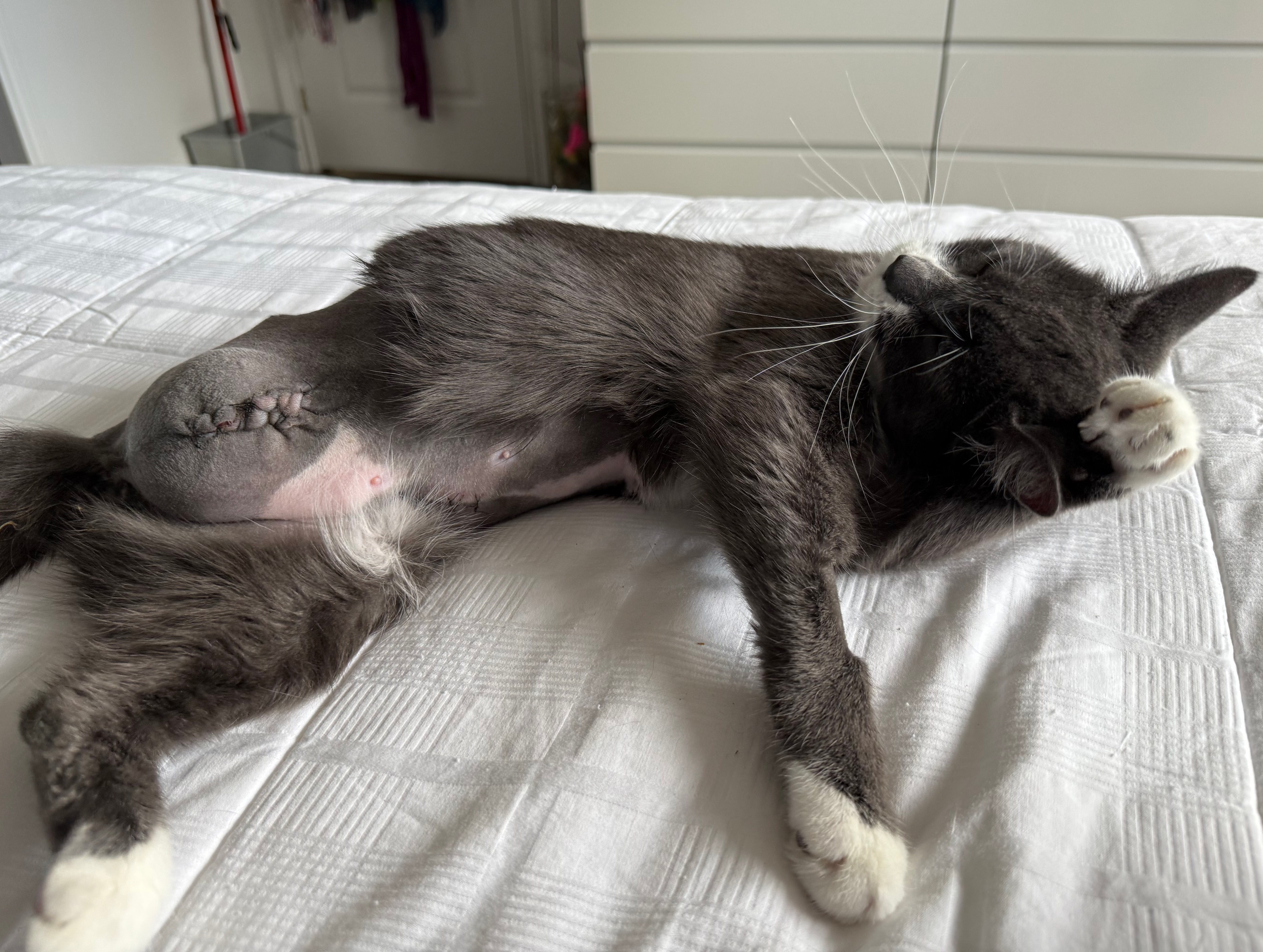 Help cover vet bills for Luna, the tripod kitten campaign photo, 5 of 7