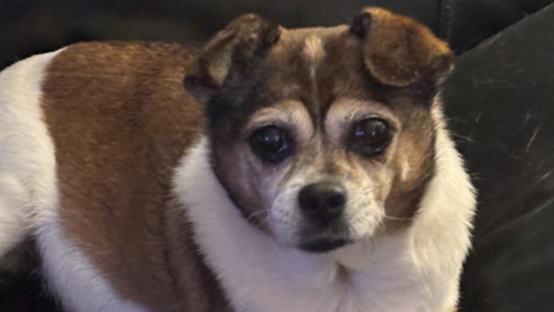 Support Yankee Chihuahua Rescue's Mission campaign photo, 6 of 7