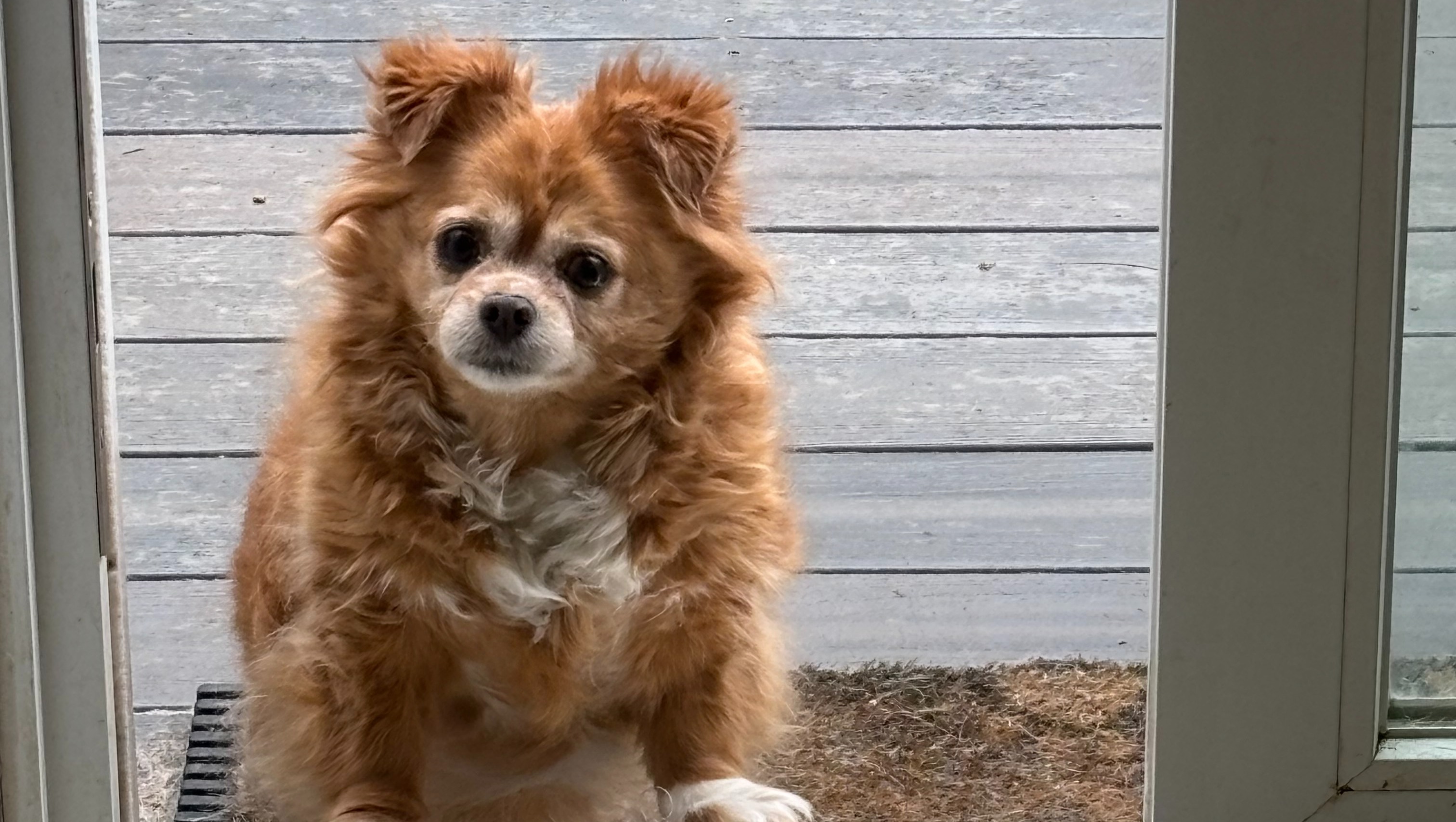 Support Yankee Chihuahua Rescue's Mission campaign photo, 2 of 7