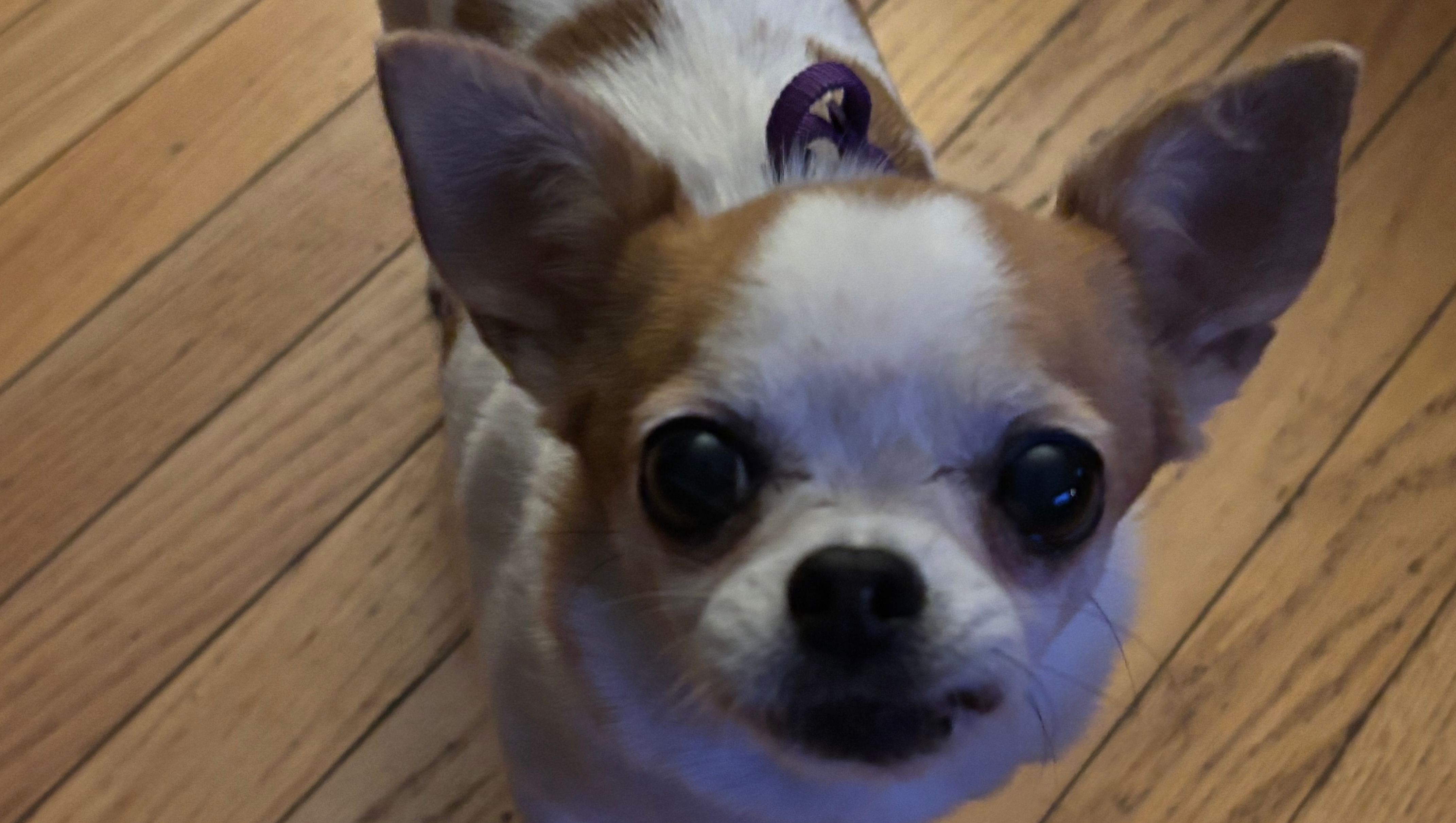 Support Yankee Chihuahua Rescue's Mission campaign photo, 4 of 7