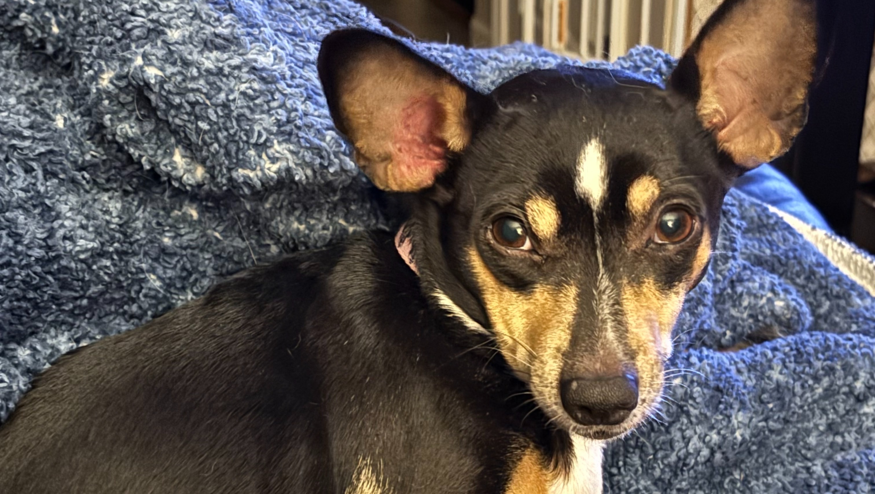 Support Yankee Chihuahua Rescue's Mission campaign photo, 5 of 7