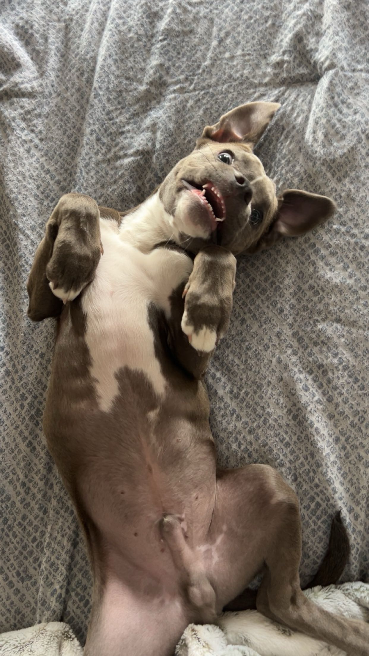 Save Blue: Urgent Parvovirus Treatment campaign photo, 7 of 8